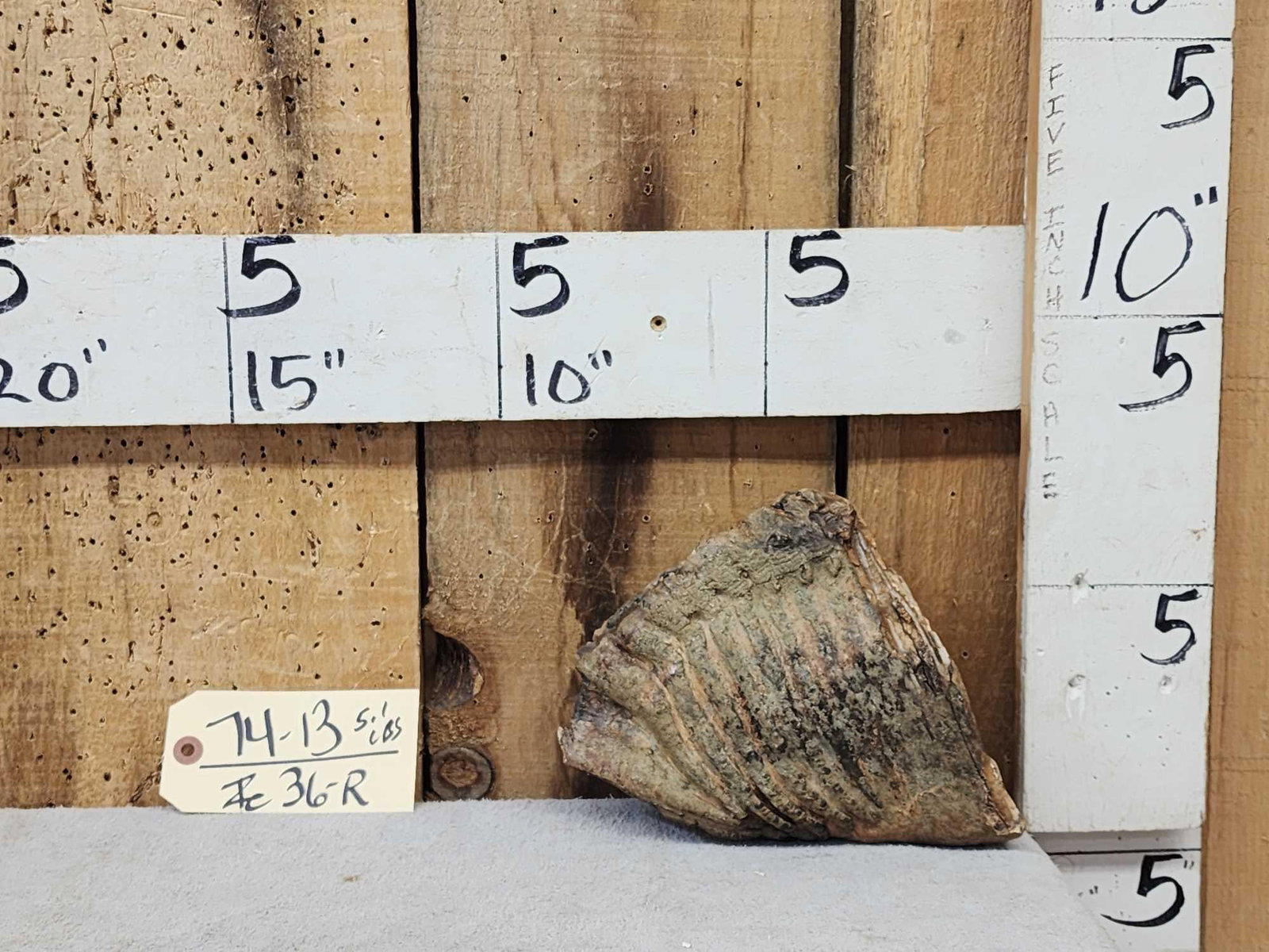 Woolly Mammoth Molar Fossilized Fossil: 74.13 Western Iowa find great patina note the mineral inclusions Pleistocene period specimen 5.1 Lbs