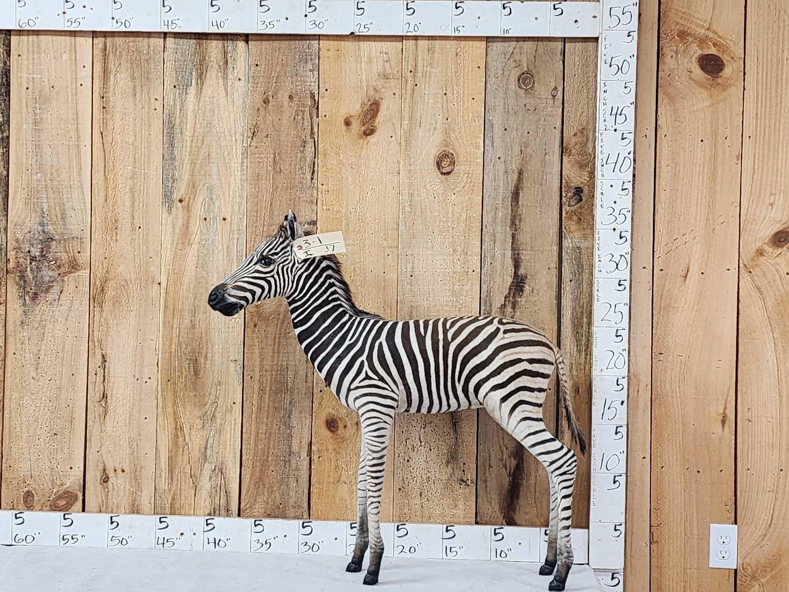 Spectacular Baby Zebra Full Body Taxidermy Mount (1 of 11)