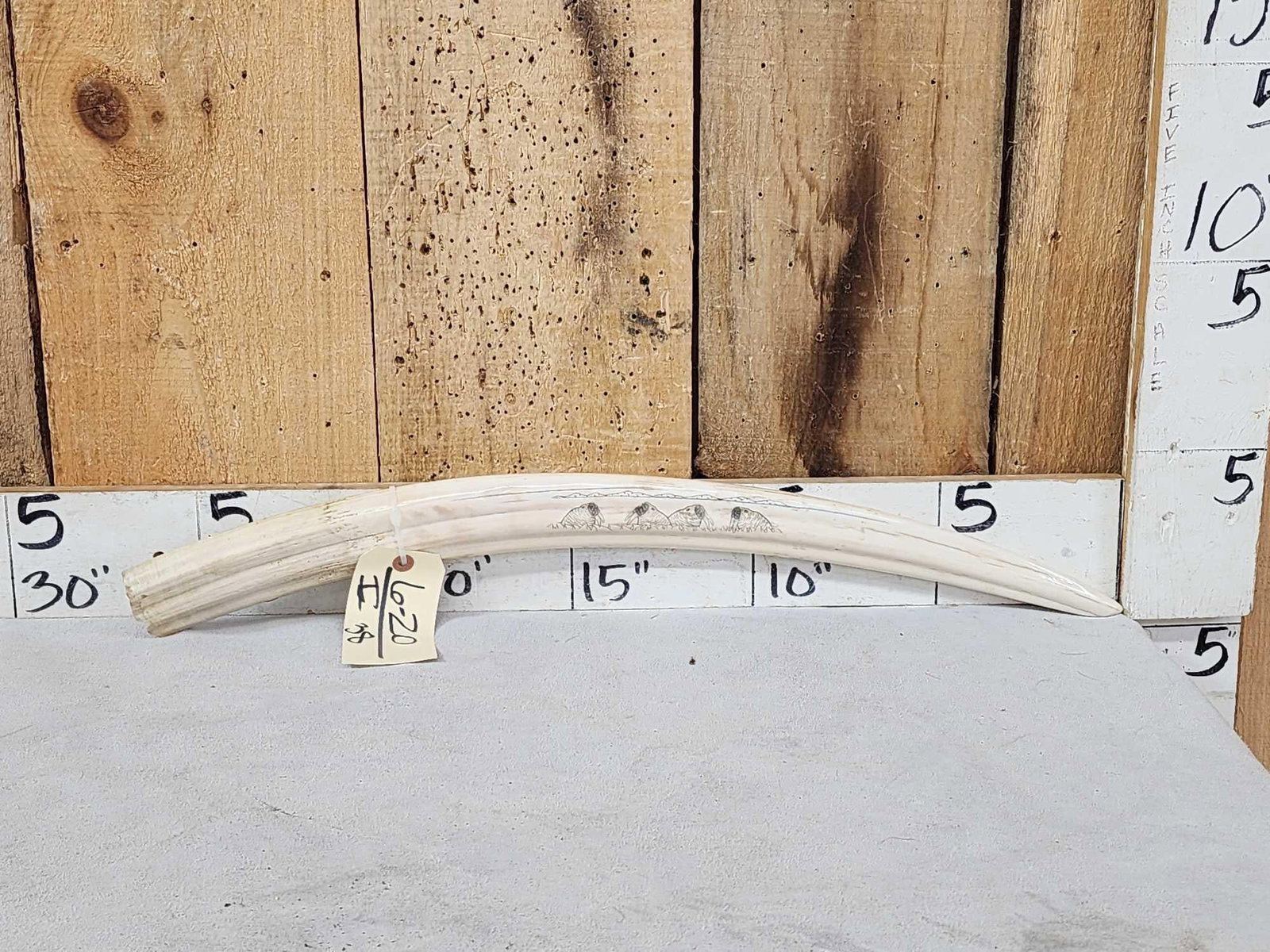 Inuit Scrimshawed Walrus Tusk Taxidermy Artwork (1 of 6)