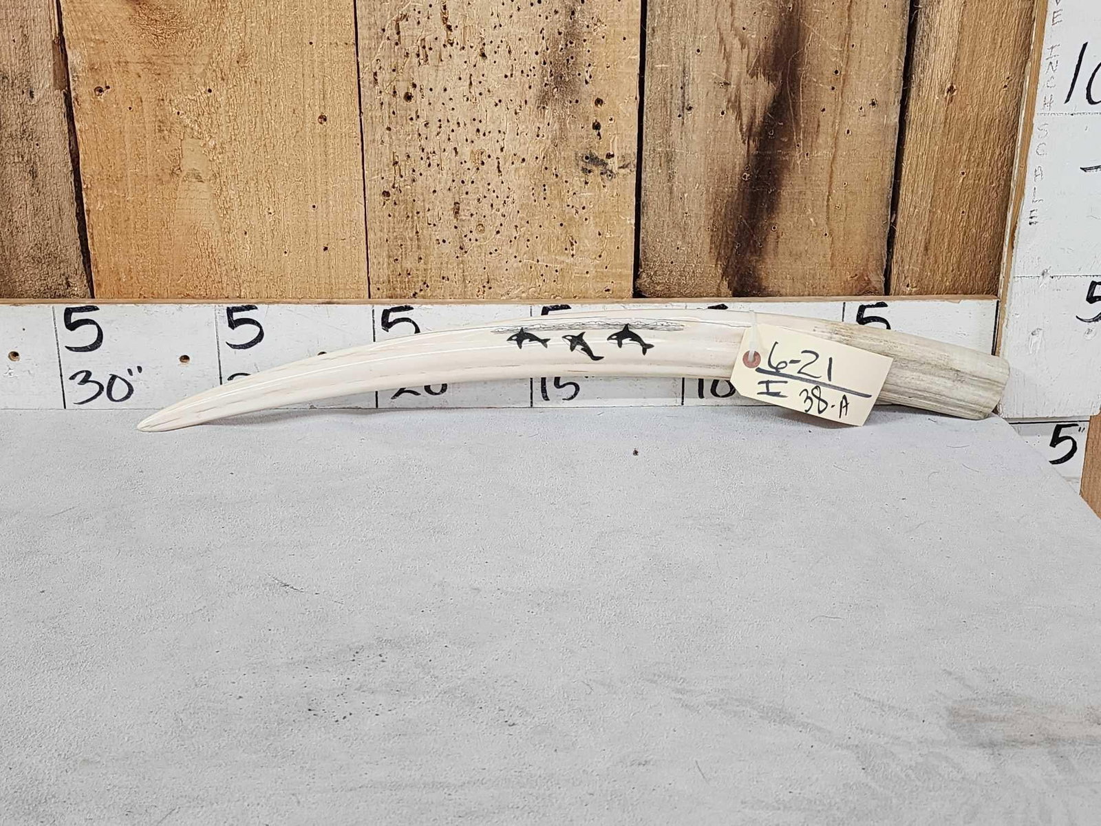 Gorgeous Inuit Scrimshawed Walrus Tusk Taxidermy Artwork: 6.21 Awesome detail featuring Killer Whales with habitat background polished to a high sheen