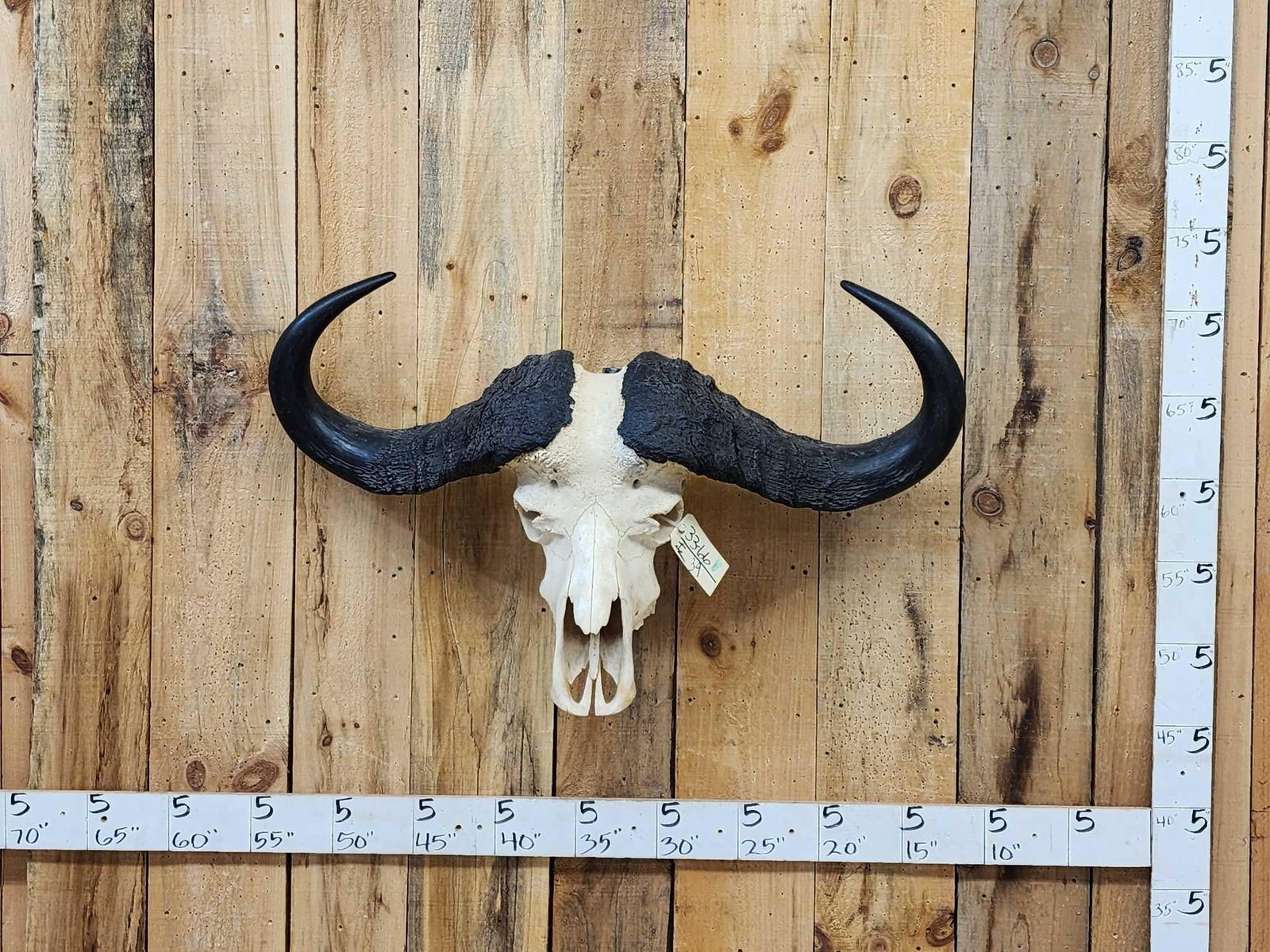 Trophy Class African Cape Buffalo Skull Taxidermy (1 of 8)