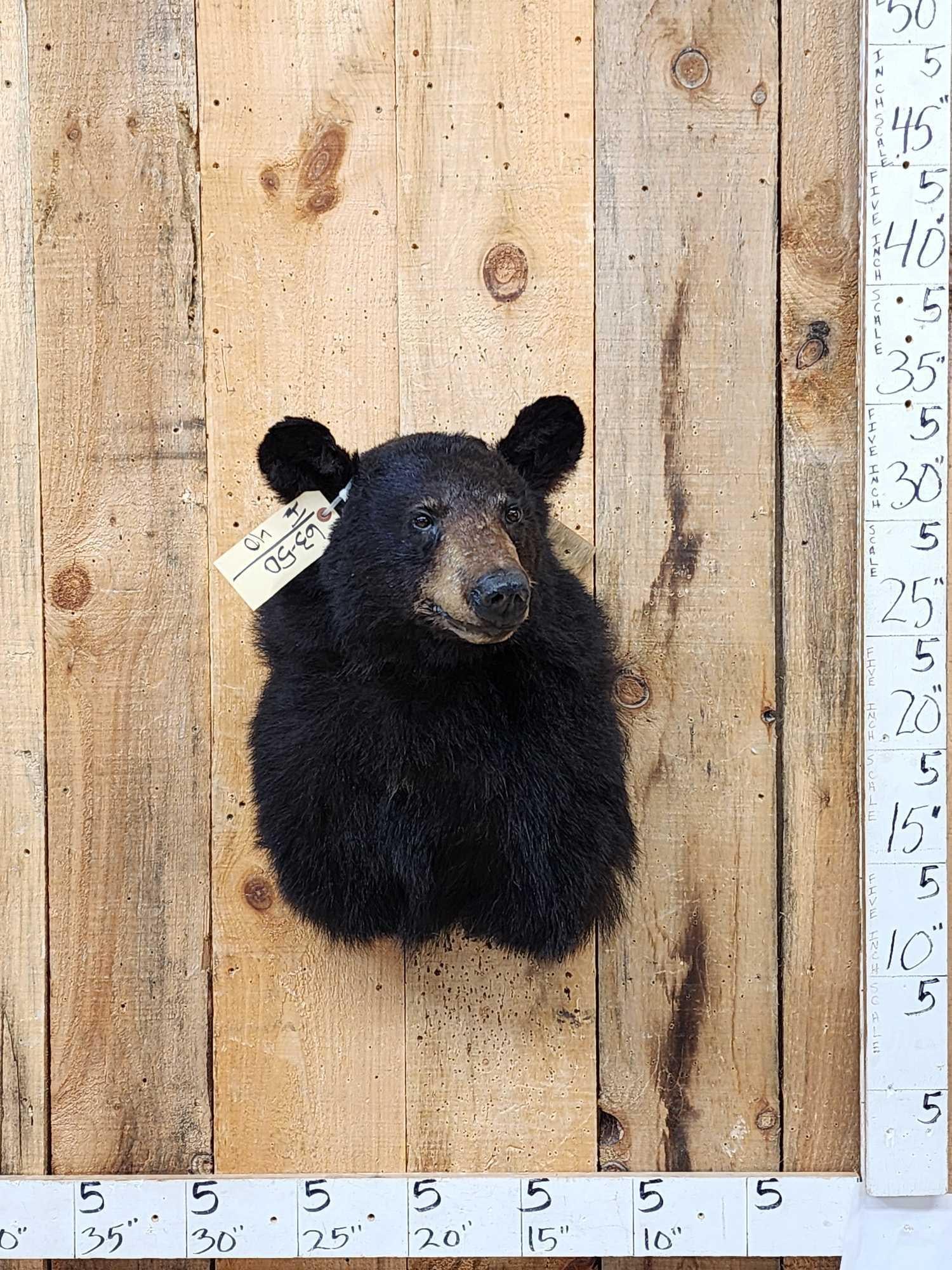 Black Bear Shoulder Mount Taxidermy: 63.50 Recently mounted thick prime fur great facial features