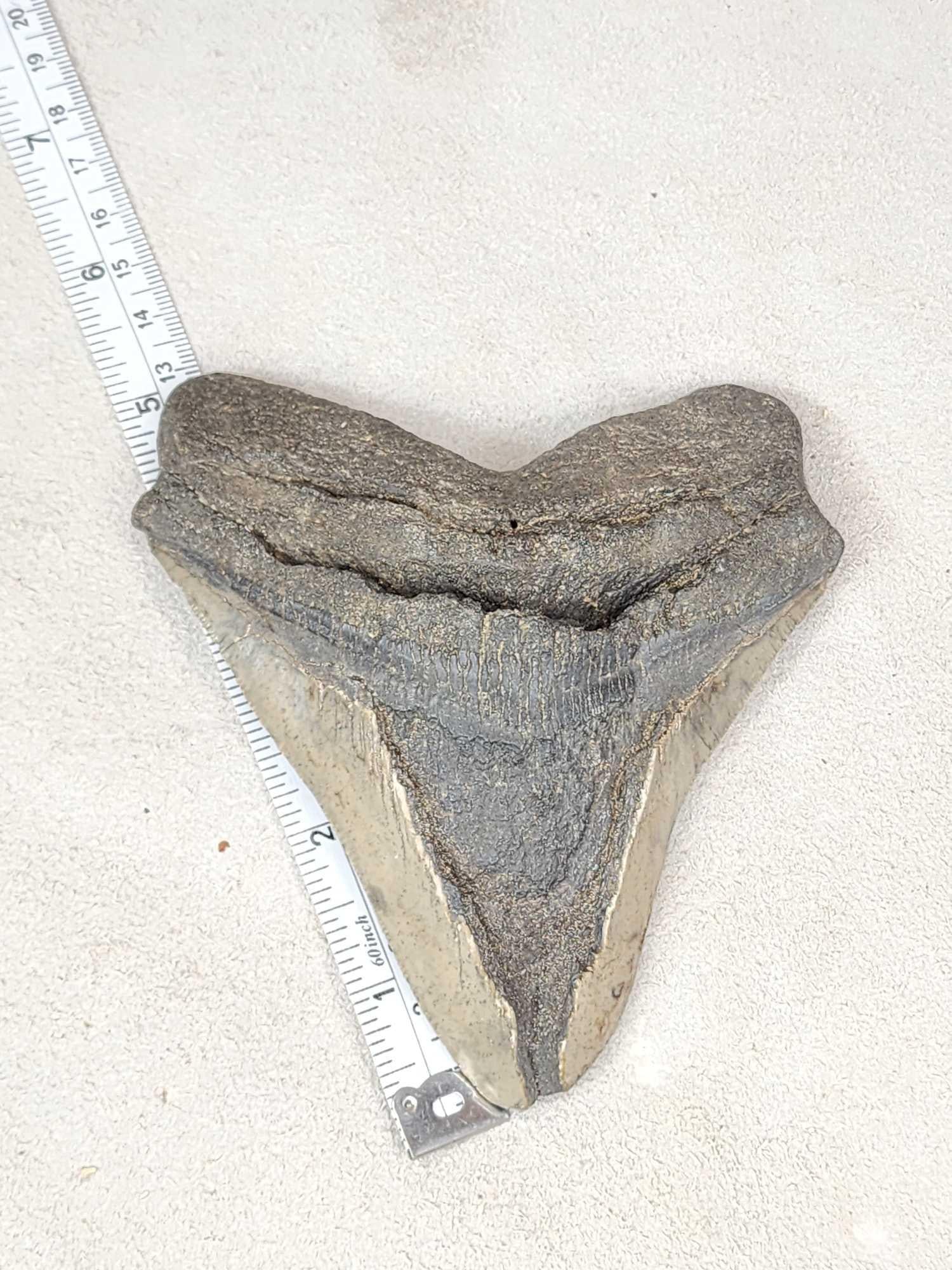 Big Fossilized Megalodon Shark Tooth (1 of 5)