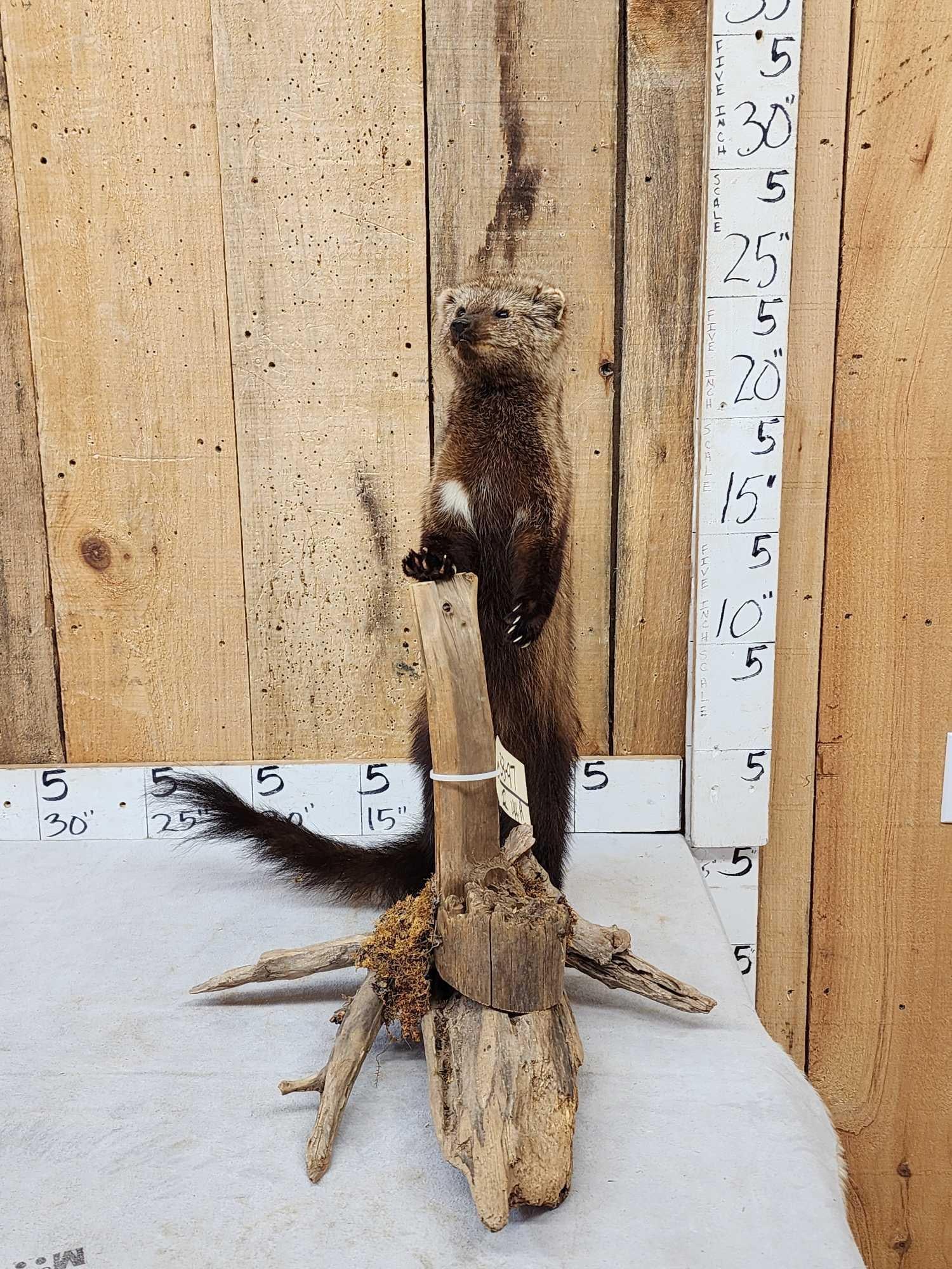 North American Fisher Cat Full Body Taxidermy Mount: 33.97 Cool piece thick prime fur great colors on driftwood base