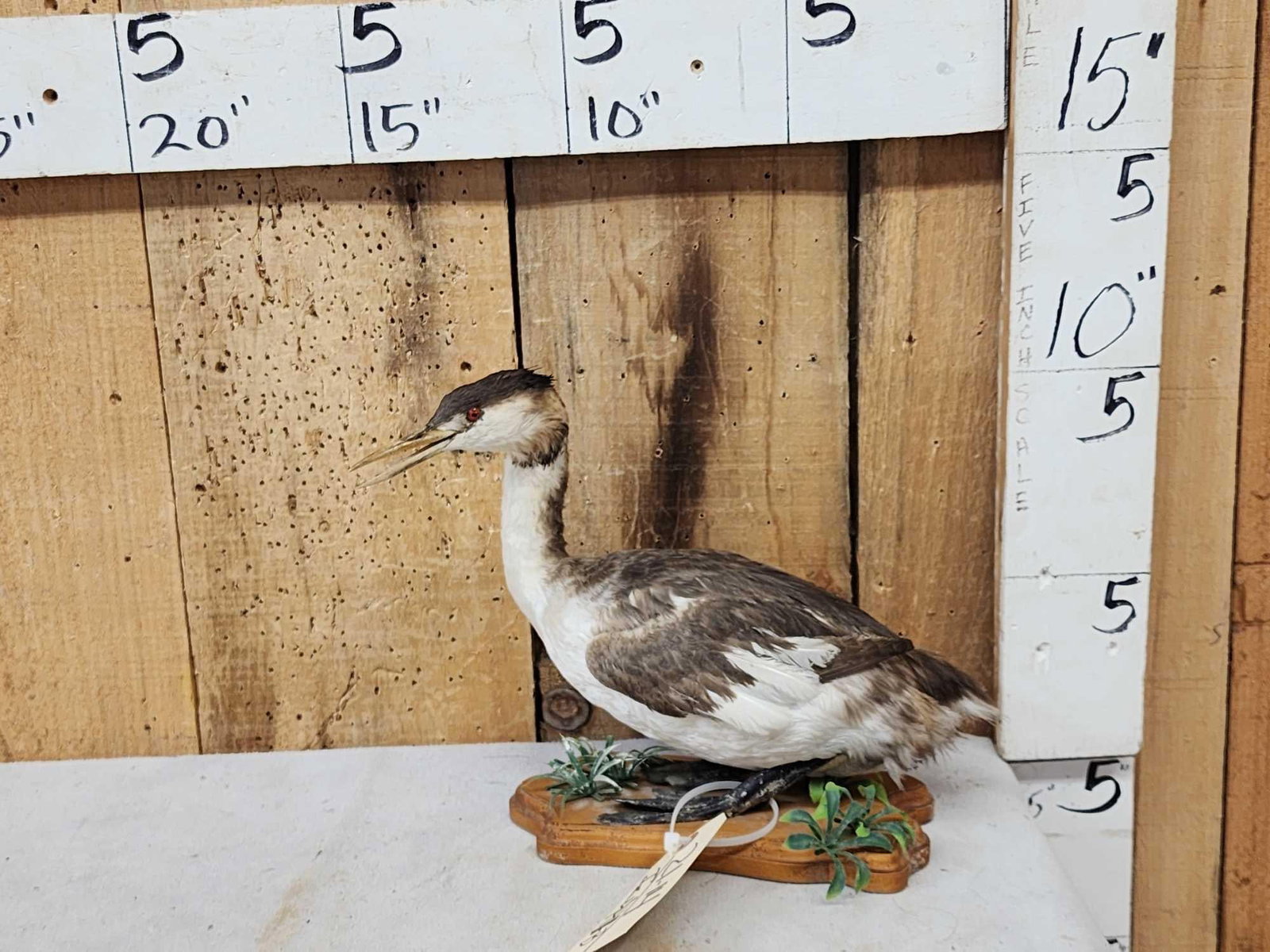 Great Grebe Full Body Bird Taxidermy: 21.14 One of the many hard to find exotic bird mounts on this auction Brazil Patagonia Chile