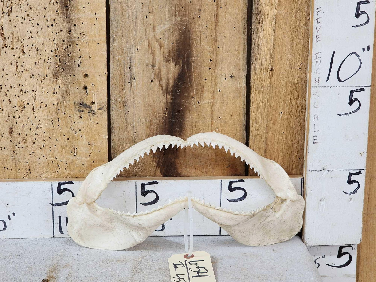 Mako Shark Jaws Taxidermy: 6.54 Good size set great look