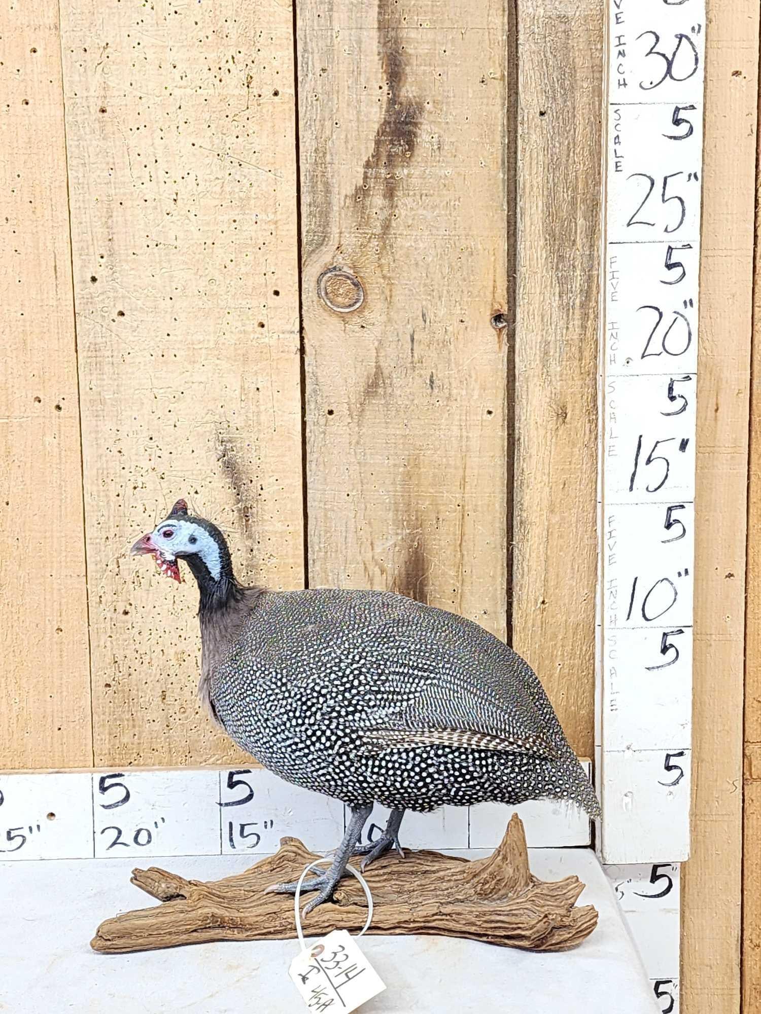 Helmeted Guinea Fowl Full Body Bird Taxidermy: 33.14 Nicely done mount great colors on driftwood base