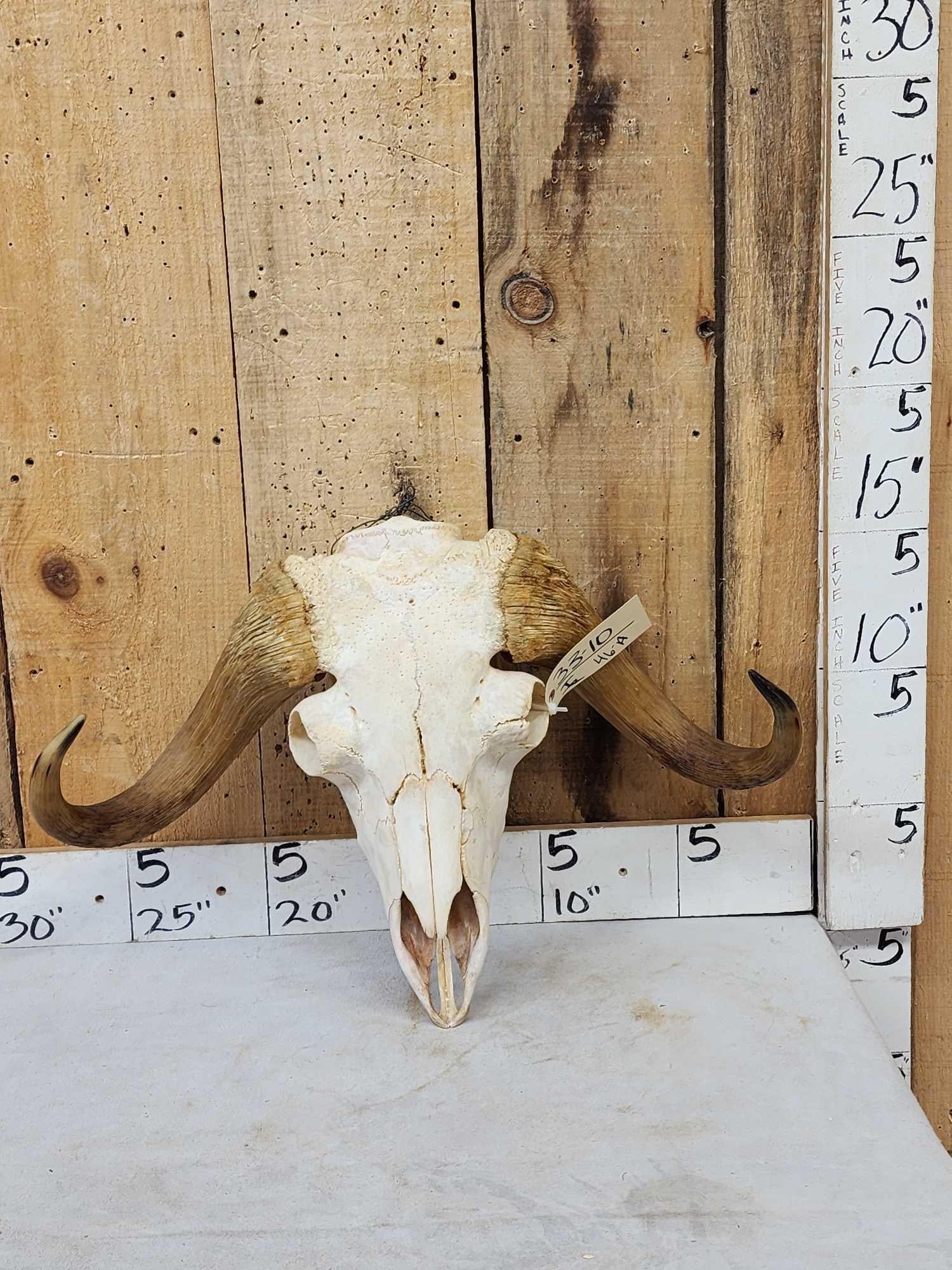 Rare Juvenile Muskox Skull Taxidermy (1 of 6)