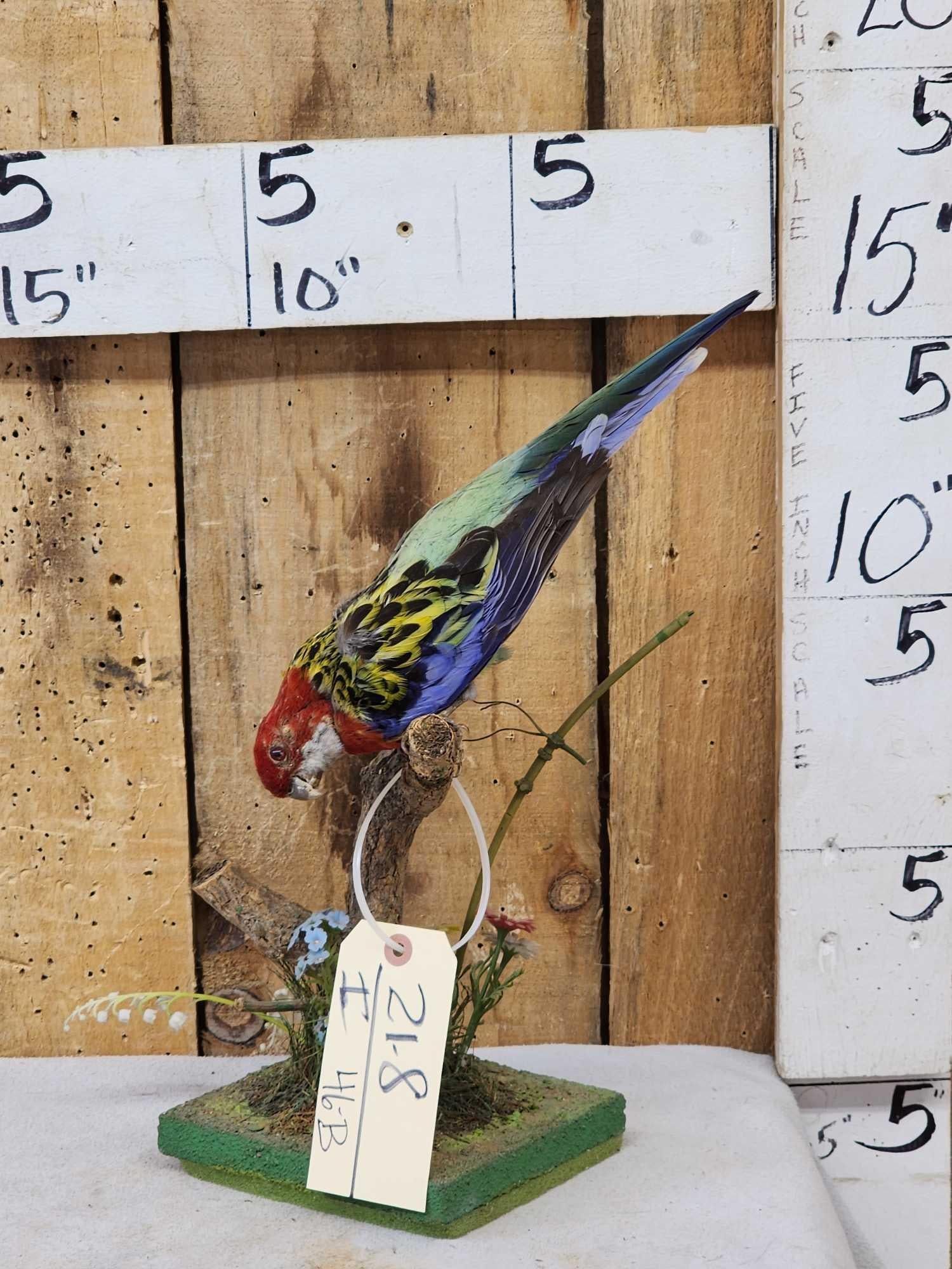 Eastern Rosella Parrot Full Body Bird Taxidermy (1 of 6)