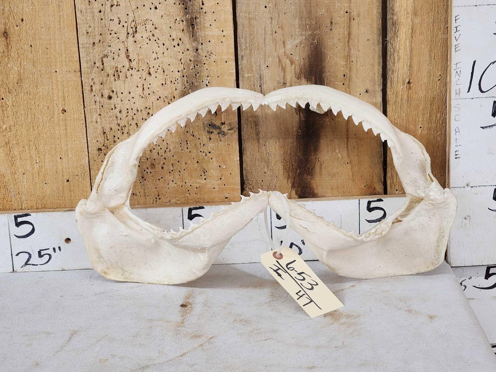 MONSTER Mako Shark Jaws Taxidermy: 6.53 Just over 20" wide this is a huge set awesome look
