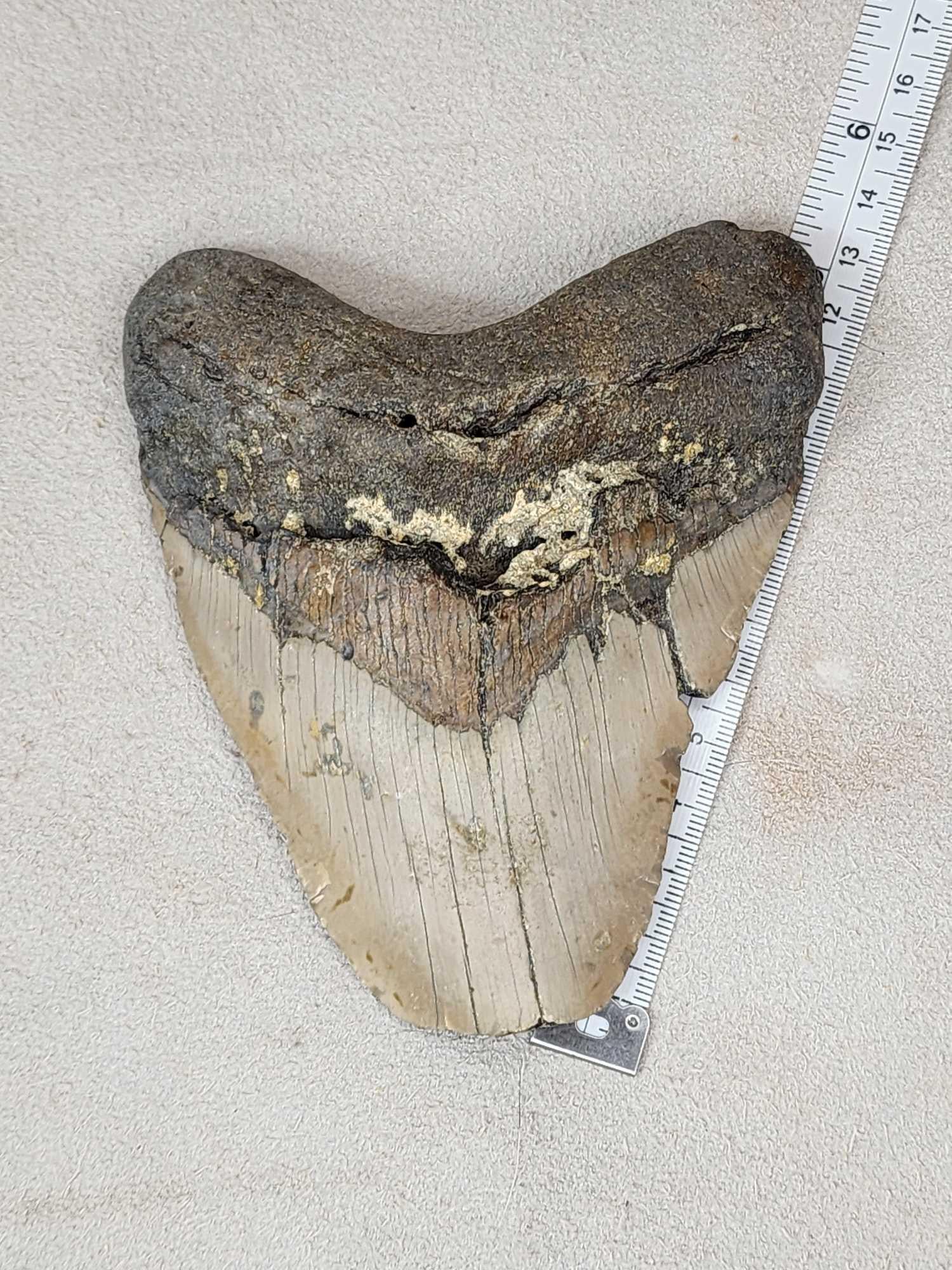 MONSTER Fossilized Megalodon Shark Tooth Fossil (1 of 4)
