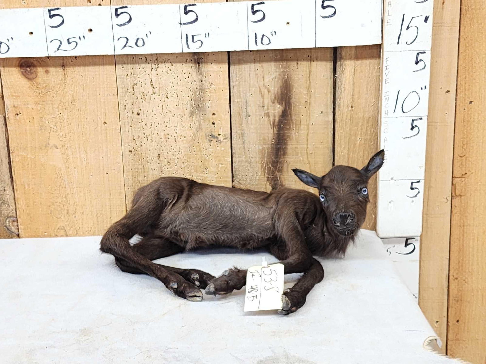 Baby Caribou Full Body Taxidermy Mount: 53.8 Posable soft mount like new
