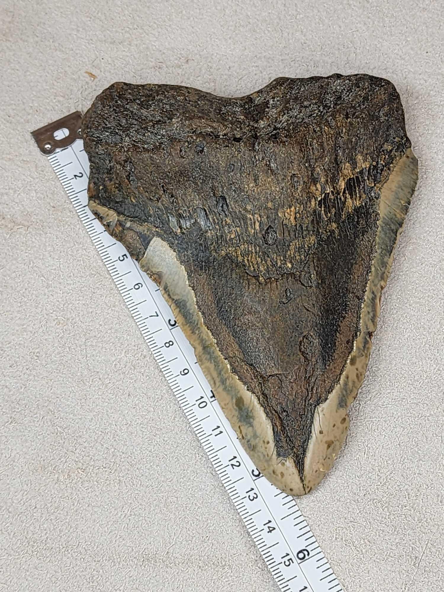 MONSTER Fossilized Megalodon Shark Tooth Fossil: 6.57 Awesome piece MILLIONS of years old