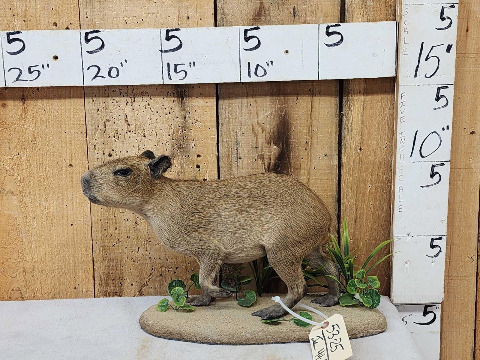 Baby Capybara Full Body Taxidermy Mount (1 of 10)