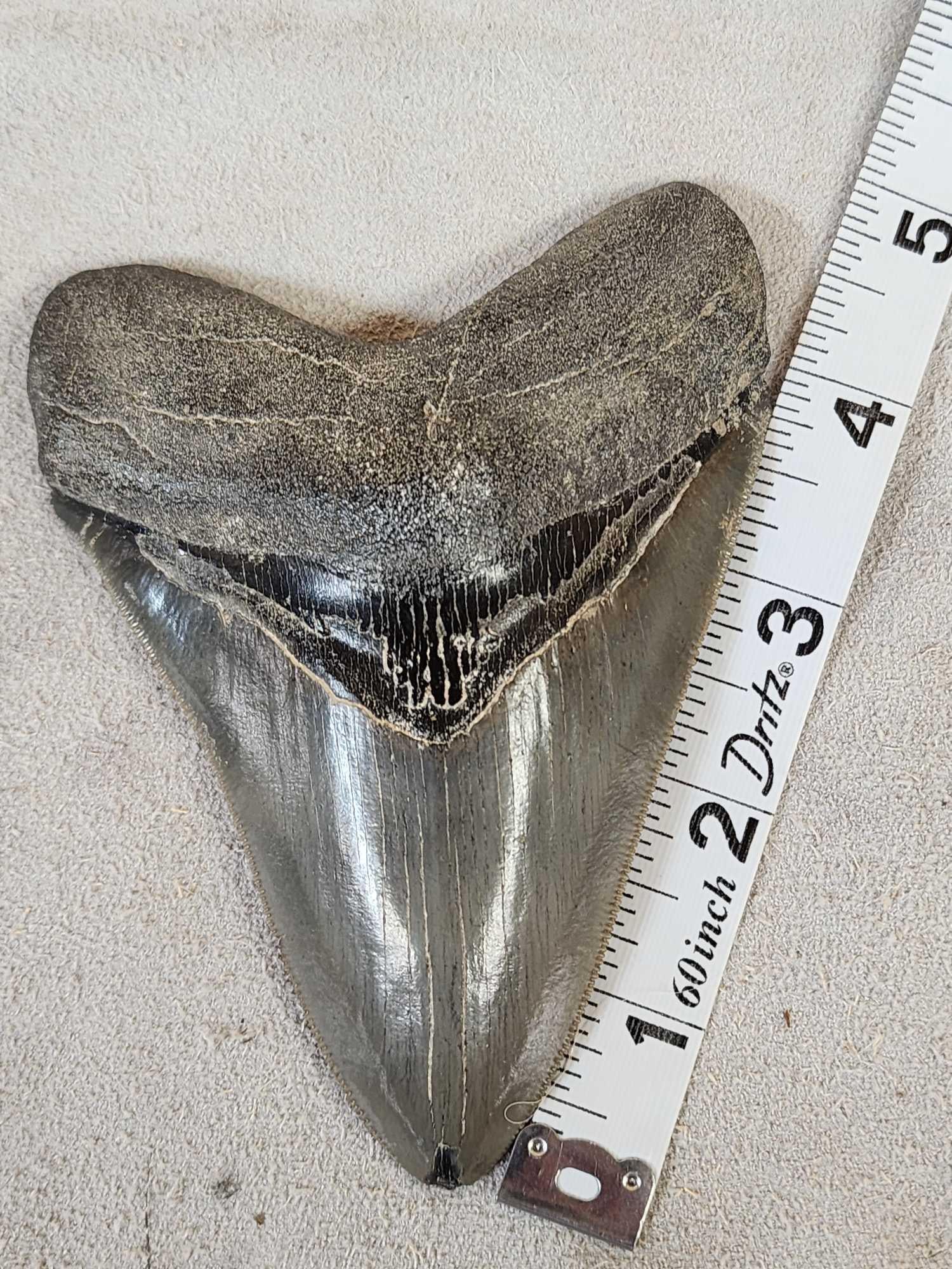 Big Fossilized Megalodon Shark Tooth Fossil (1 of 3)