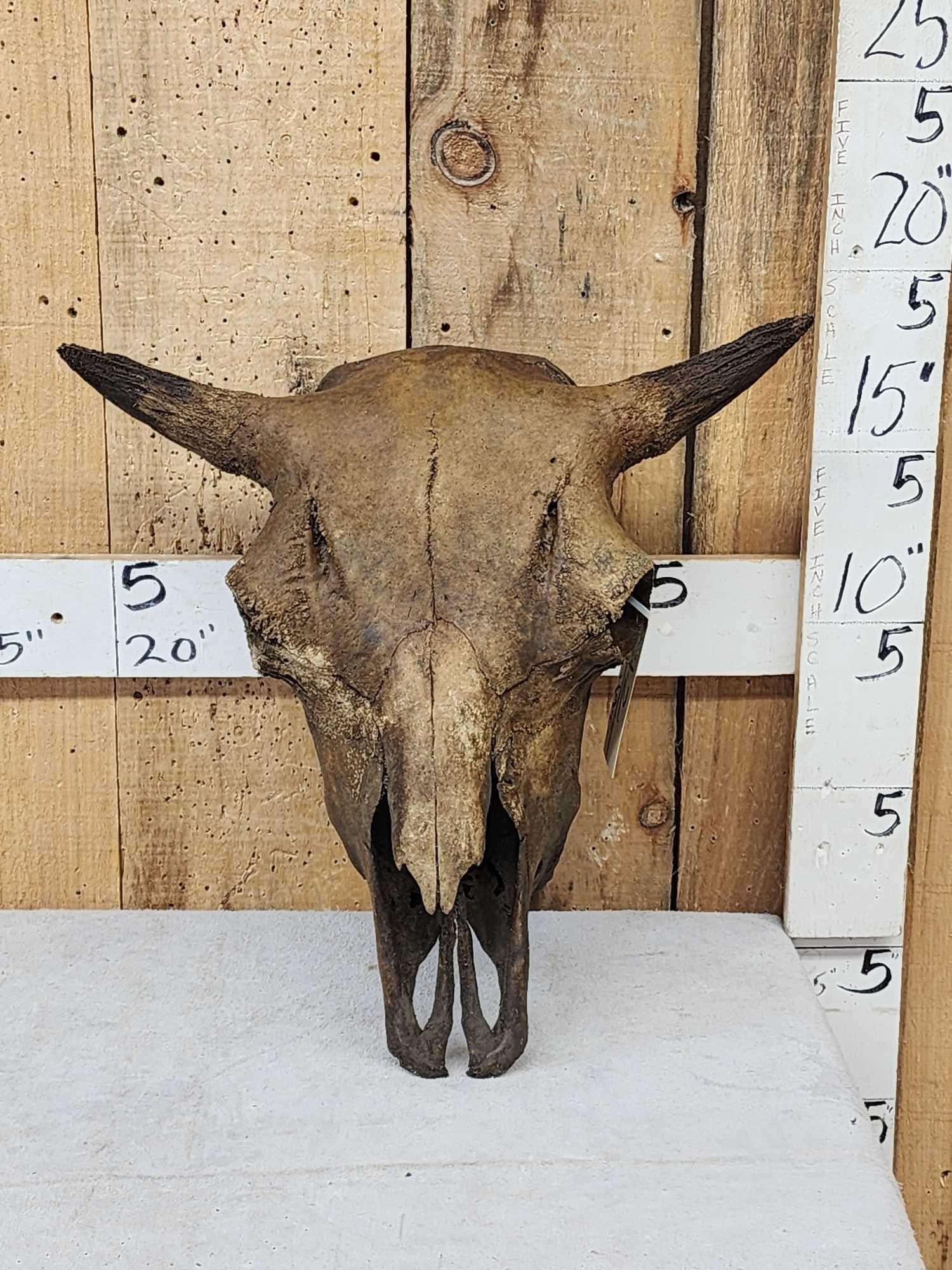 Ancient Partially Fossilized American Bison Buffalo Skull (1 of 6)