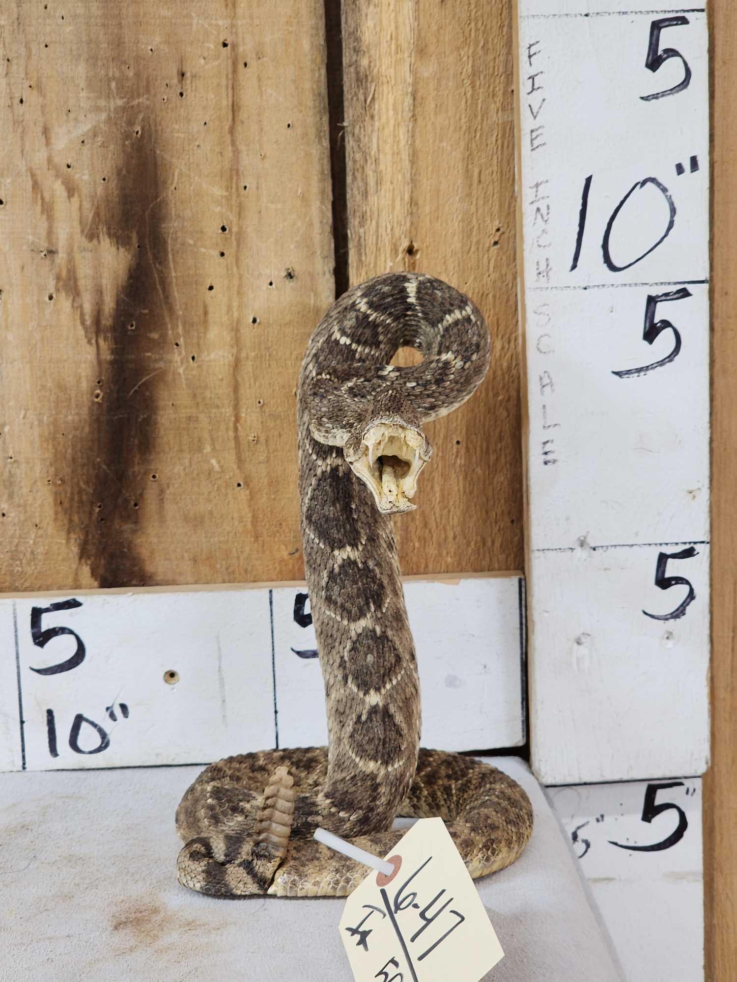 Diamondback Rattlesnake Full Body Taxidermy Mount: 6.47 New mount great look