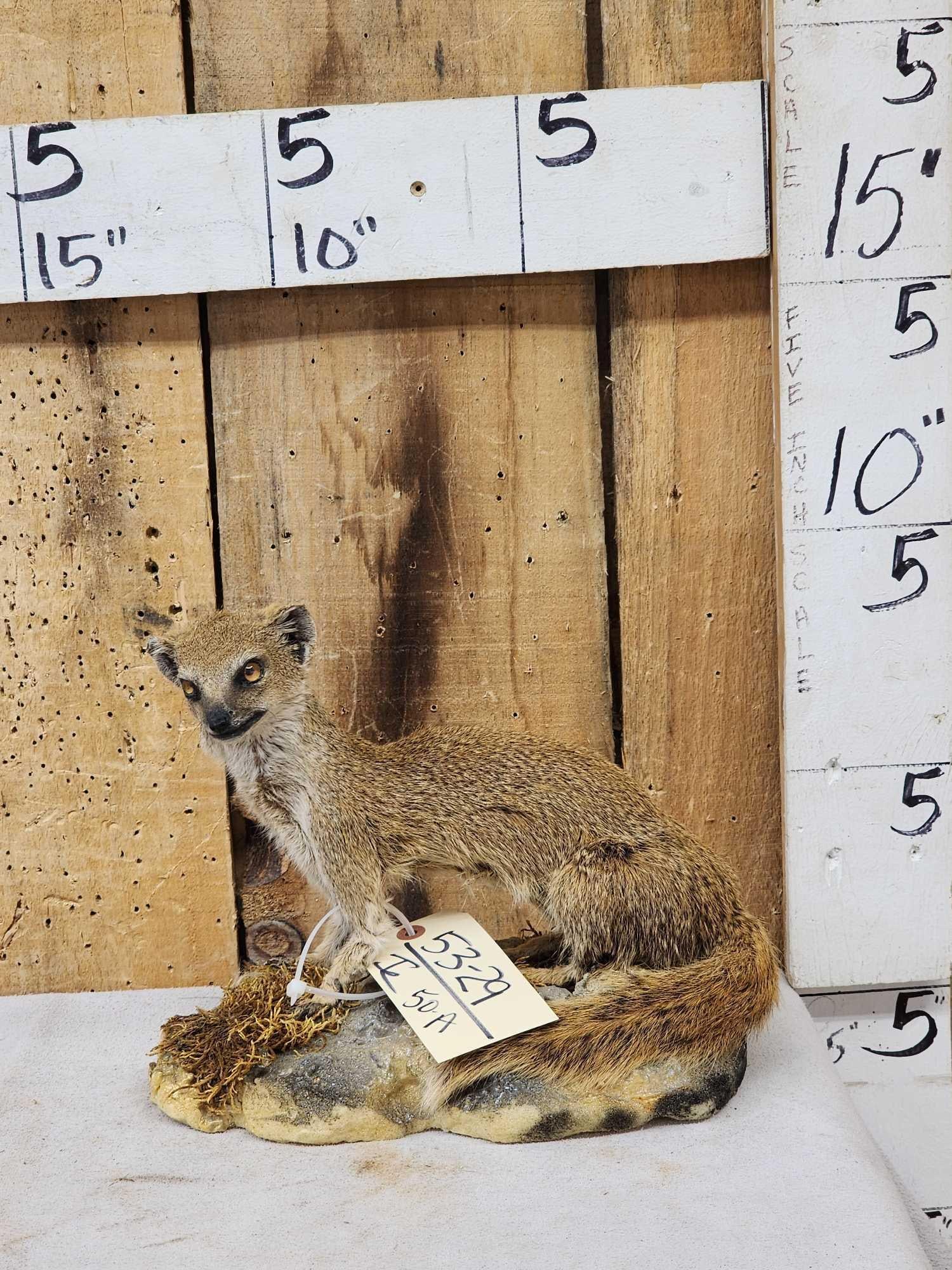 African Meerkat Full Body Taxidermy Mount: 53.29 Rare mount to find great look