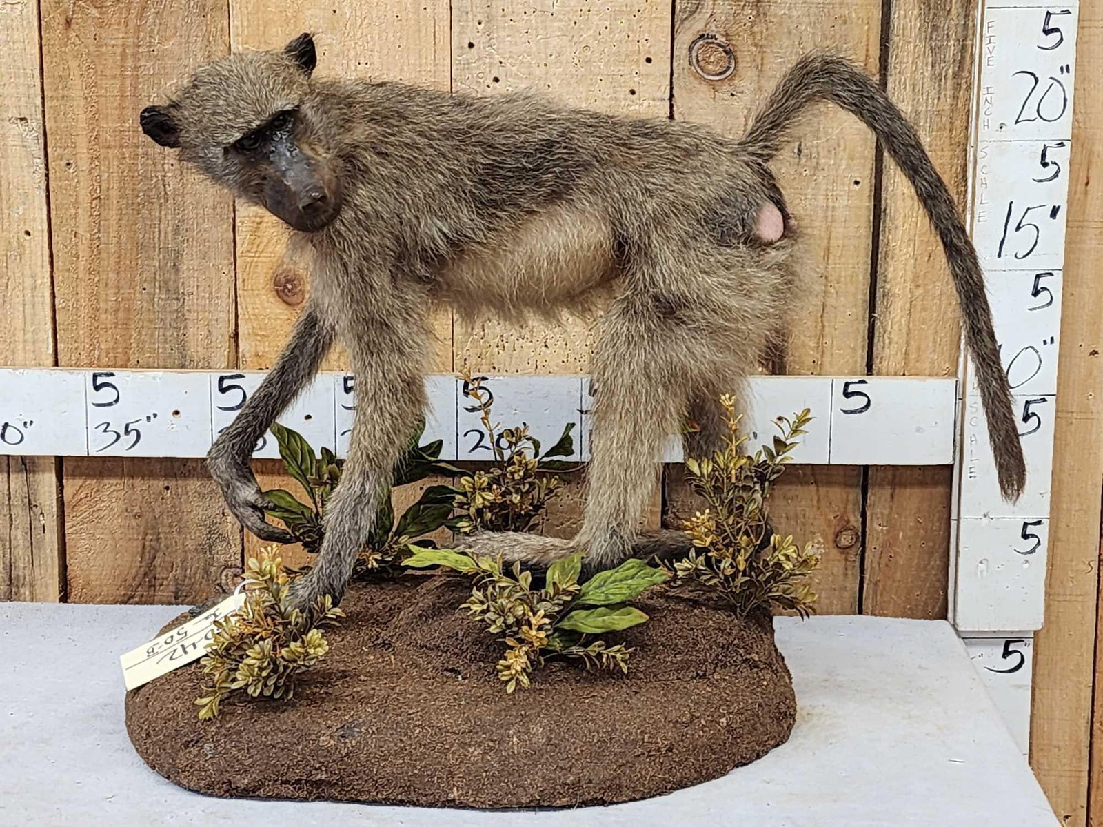 Juvenile Baboon Full Body Taxidermy Mount: 60.42 Cool pose looking over his shoulder on light weight habitat base