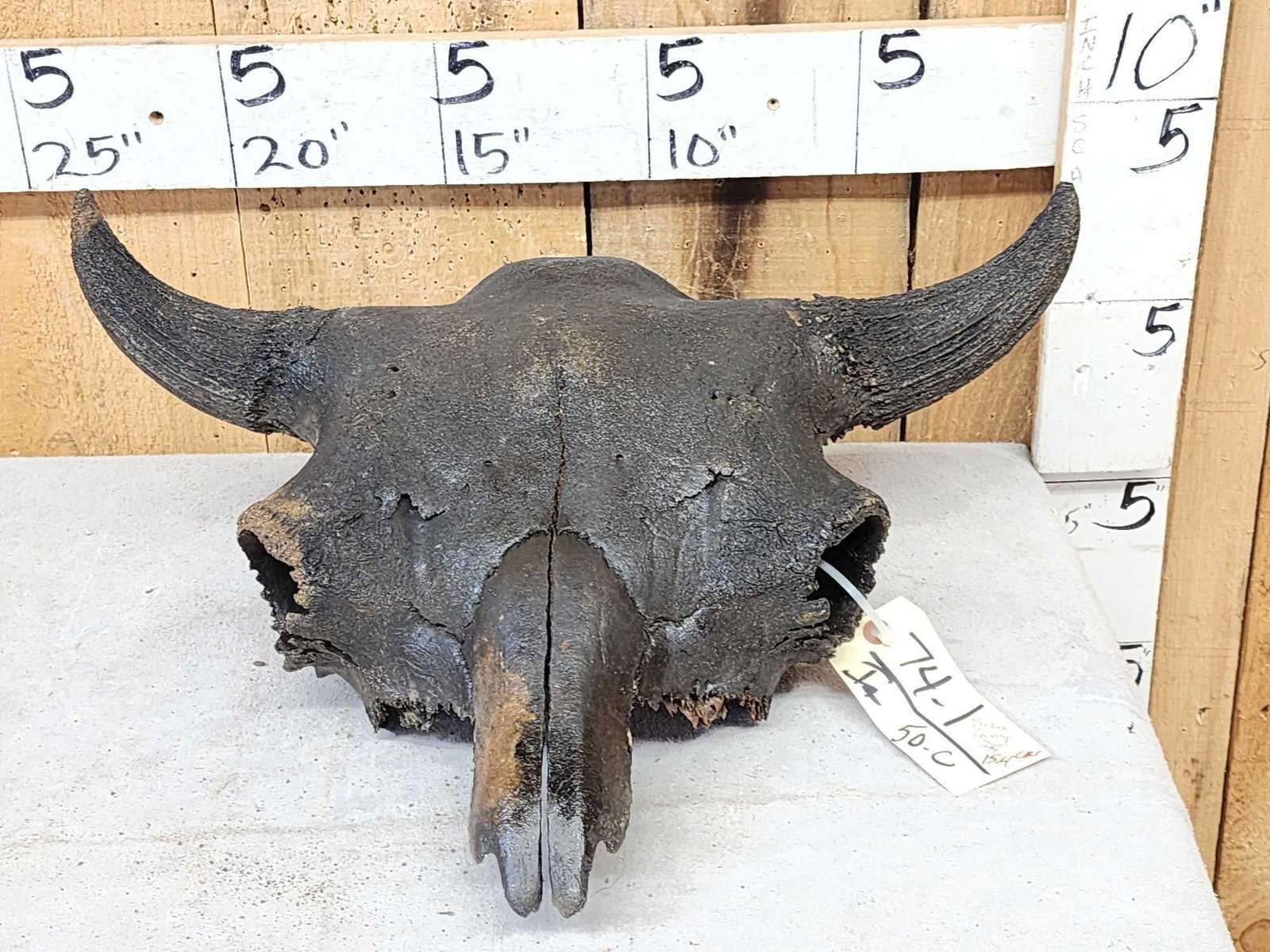 Ancient Partially Fossilized American Bison Buffalo Skull (1 of 5)