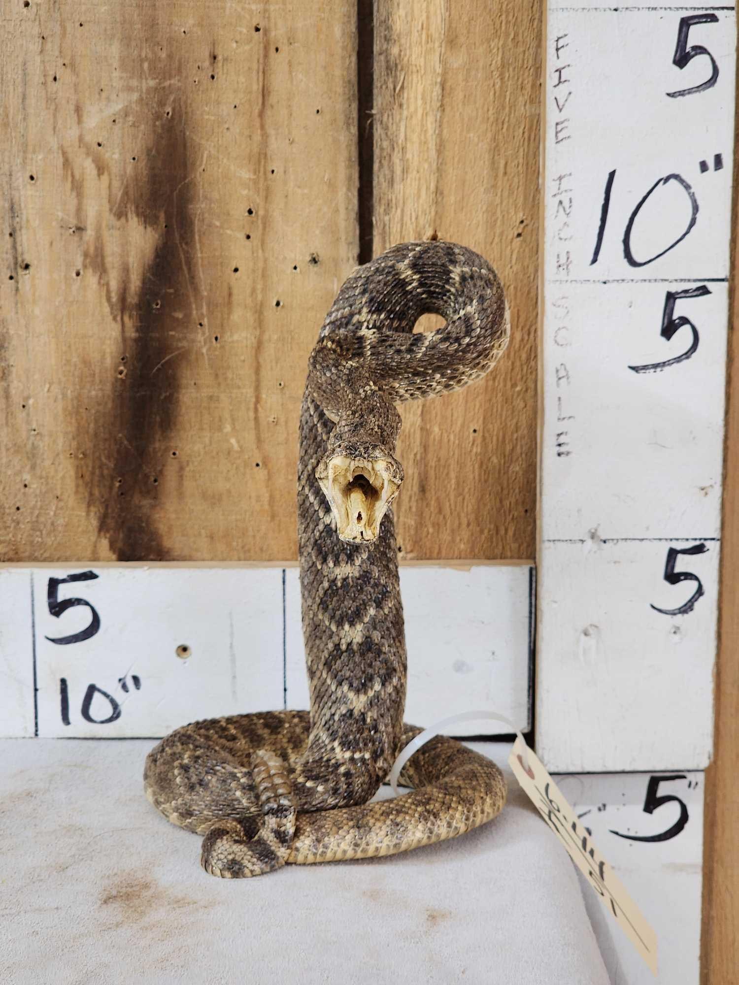Diamondback Rattlesnake Full Body Taxidermy Mount: 6.44 New mount great look