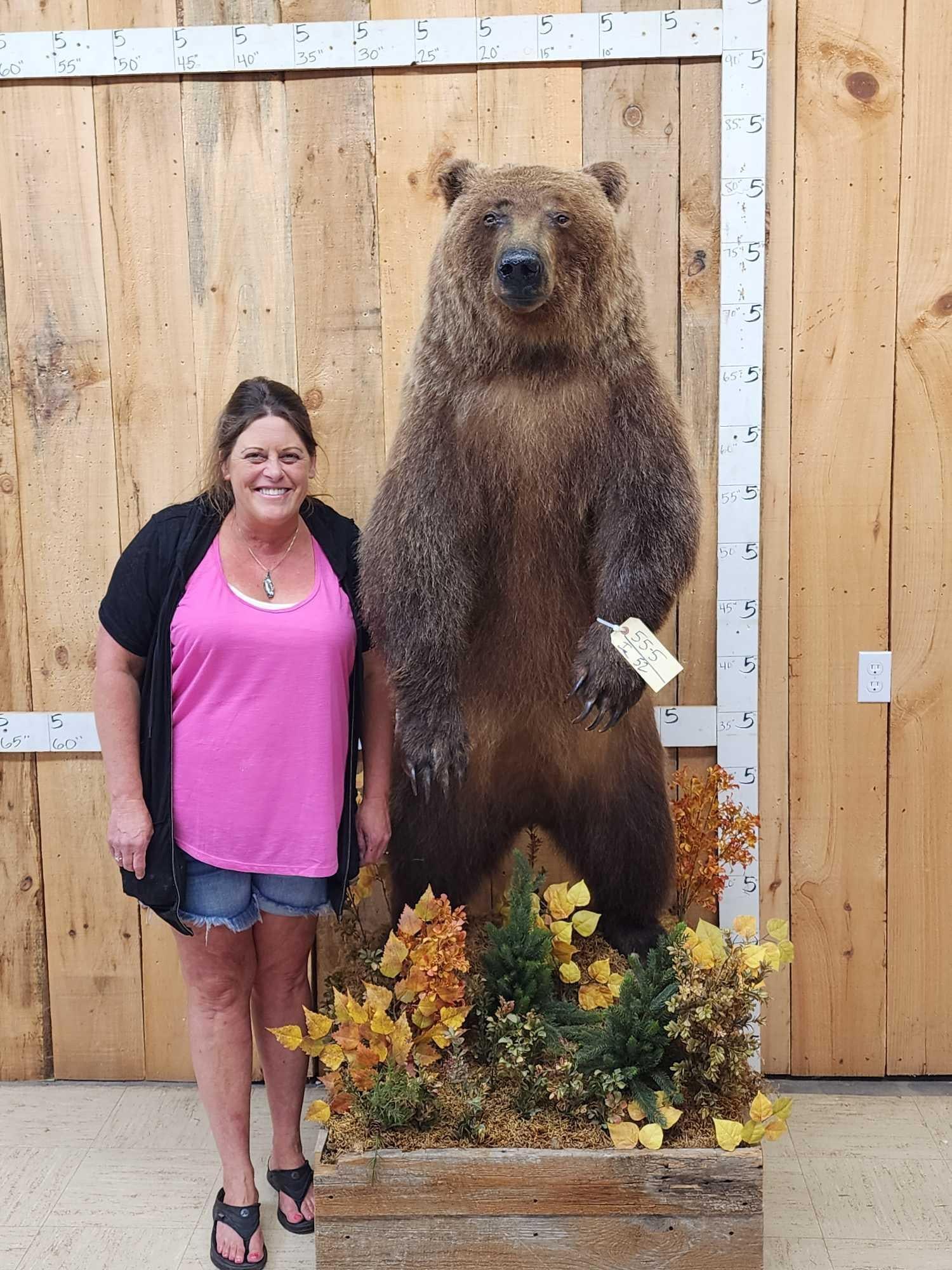 Nice Alaskan Interior Grizzly Bear Full Body Taxidermy Mount: 55.5 Nicely done mount big real claws intact thick prime fur with awesome colors on a Nicely done rustic habitat roll around base