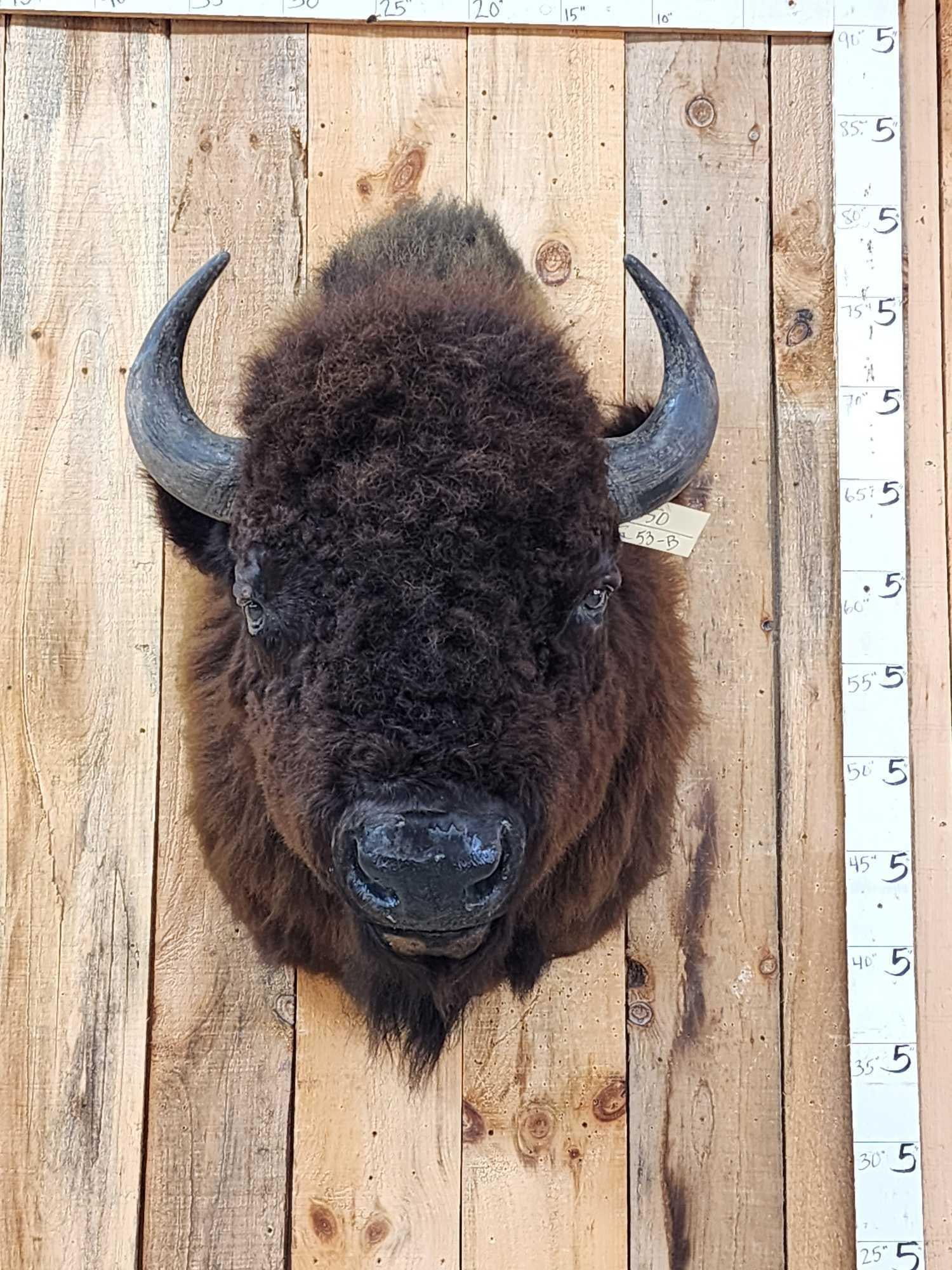 American Bison Buffalo Shoulder Mount Taxidermy (1 of 6)