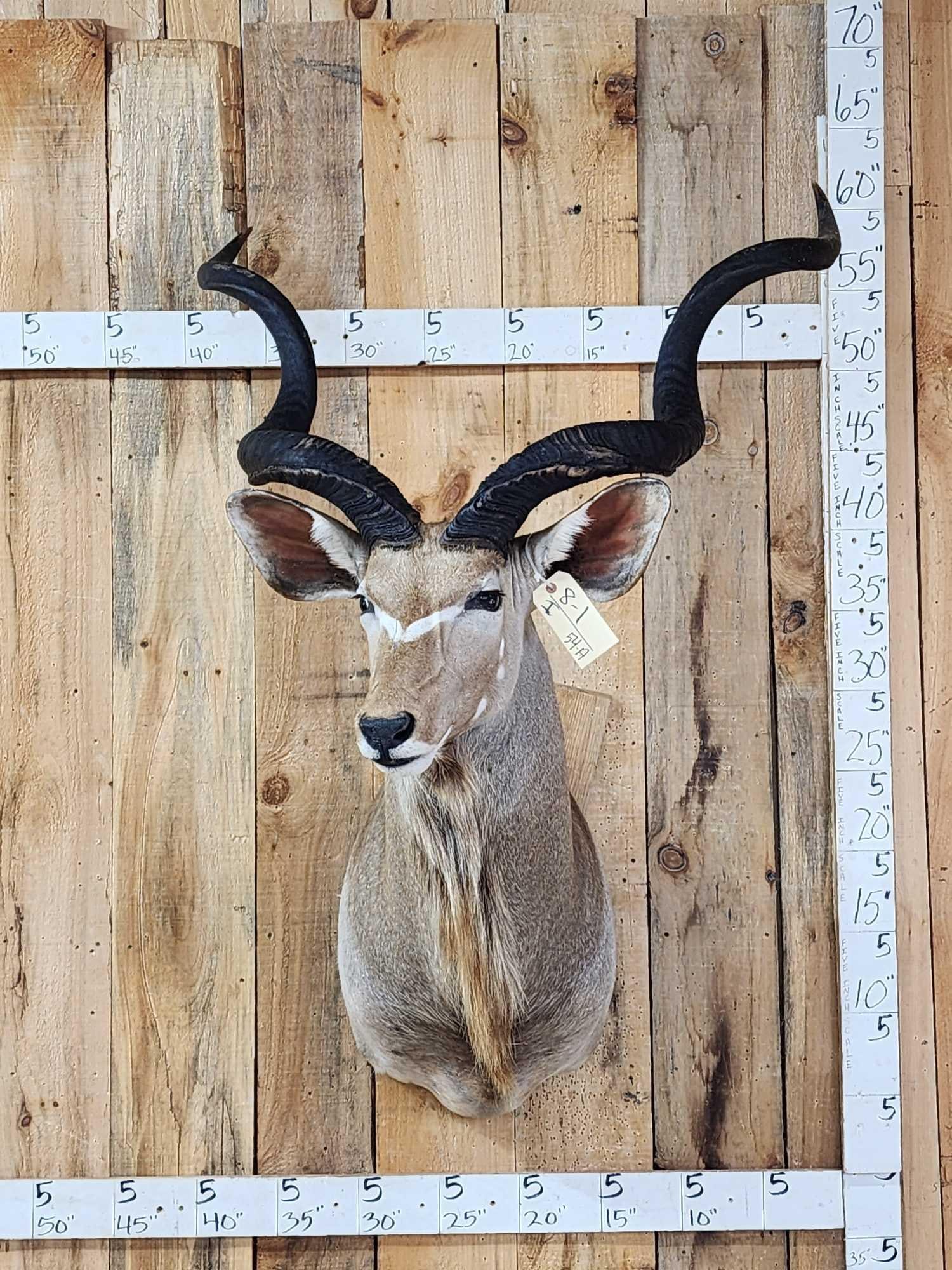 African Kudu Shoulder Mount Taxidermy: 8.1 Solid mount great look big horns
