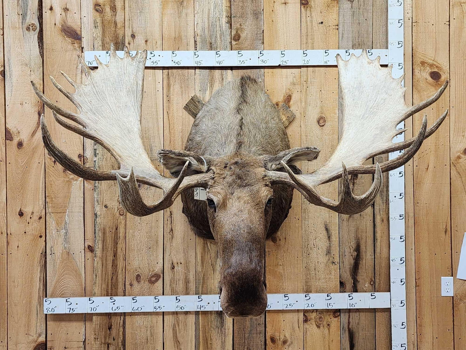 Monster 67" Wide Alaskan Moose Shoulder Mount Taxidermy (1 of 12)
