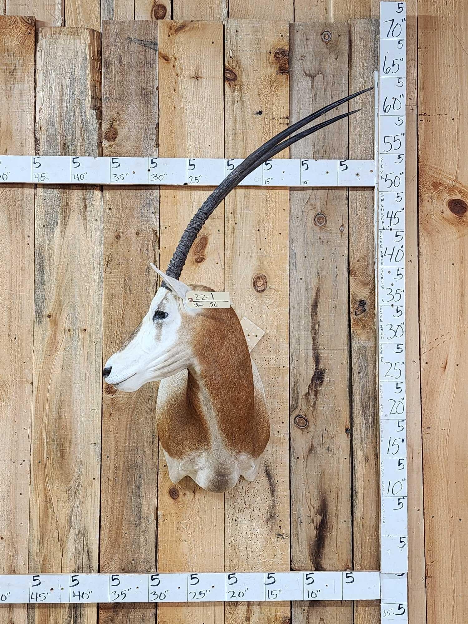 Extra Nice Scimitar Horned Oryx Shoulder Mount Taxidermy (1 of 6)