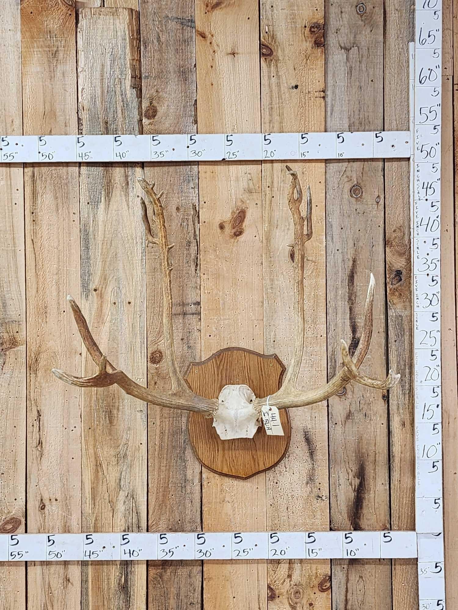Super Rare Pere David's Deer Antlers On Skull Plate (1 of 6)