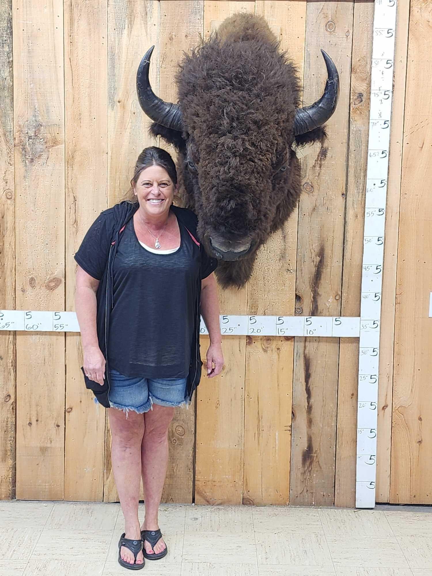 Big American Bison Buffalo Shoulder Mount Taxidermy: 58.9 Extra large herd bull THICK shaggy hair classic look this piece truly captures the spirit of the West! 24" tip to tip horn spread about 40" out from the wall