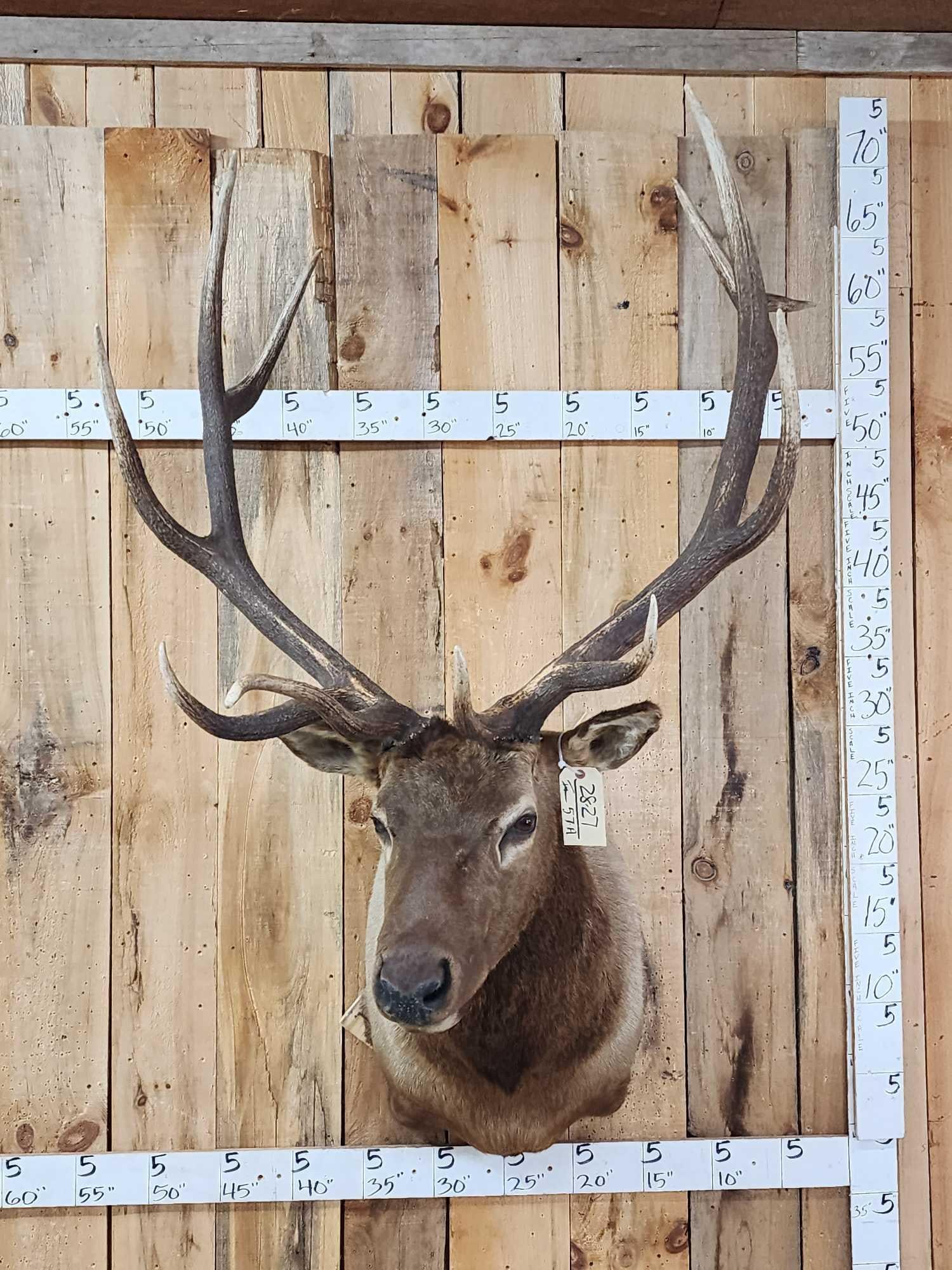6x5 Elk Shoulder Mount Taxidermy: 28.27 Excellent antler color heavy mass throughout nice clean mount