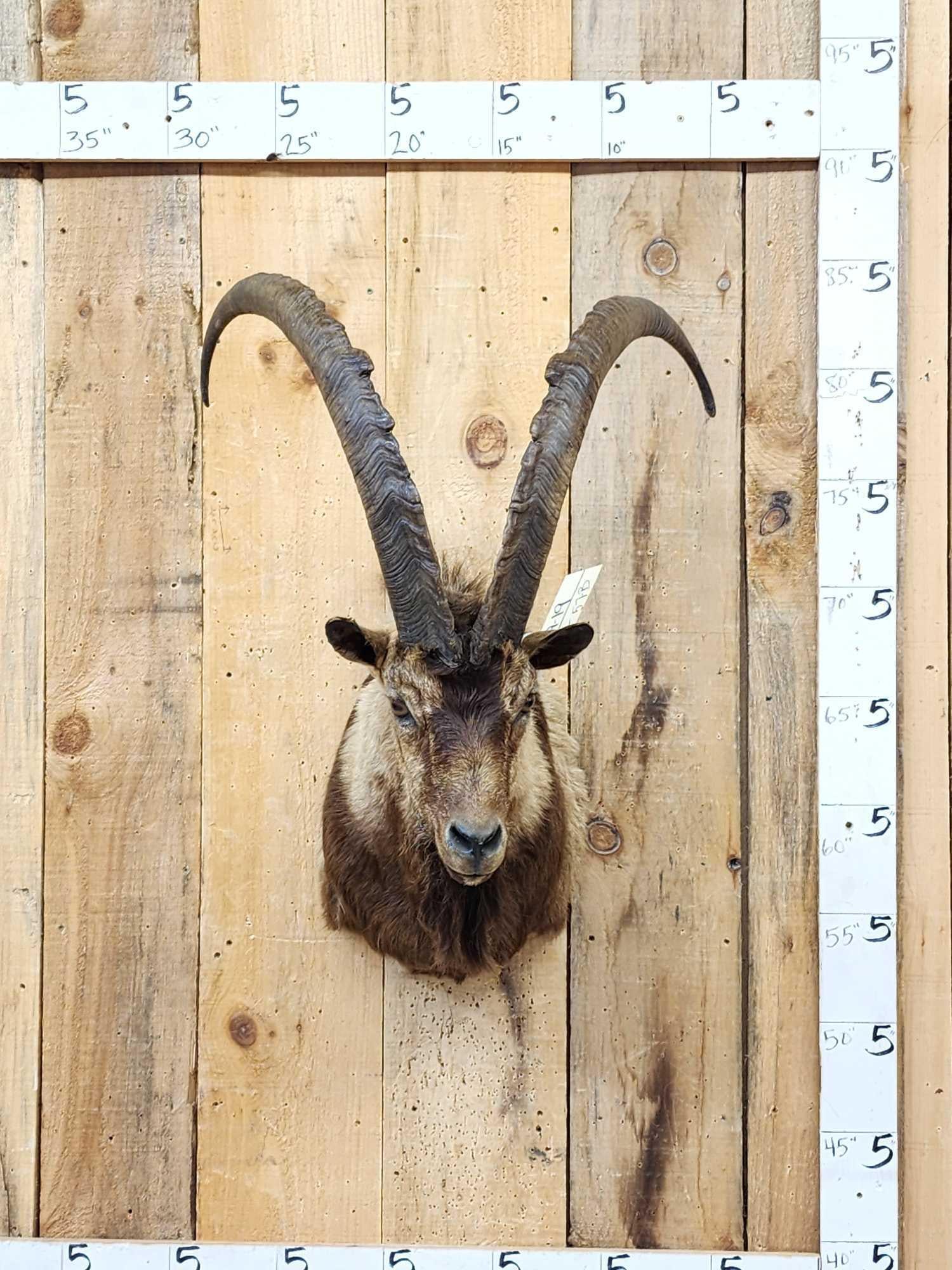 Ibex Shoulder Mount Taxidermy: 39.19 Nice mount big horns over 30"