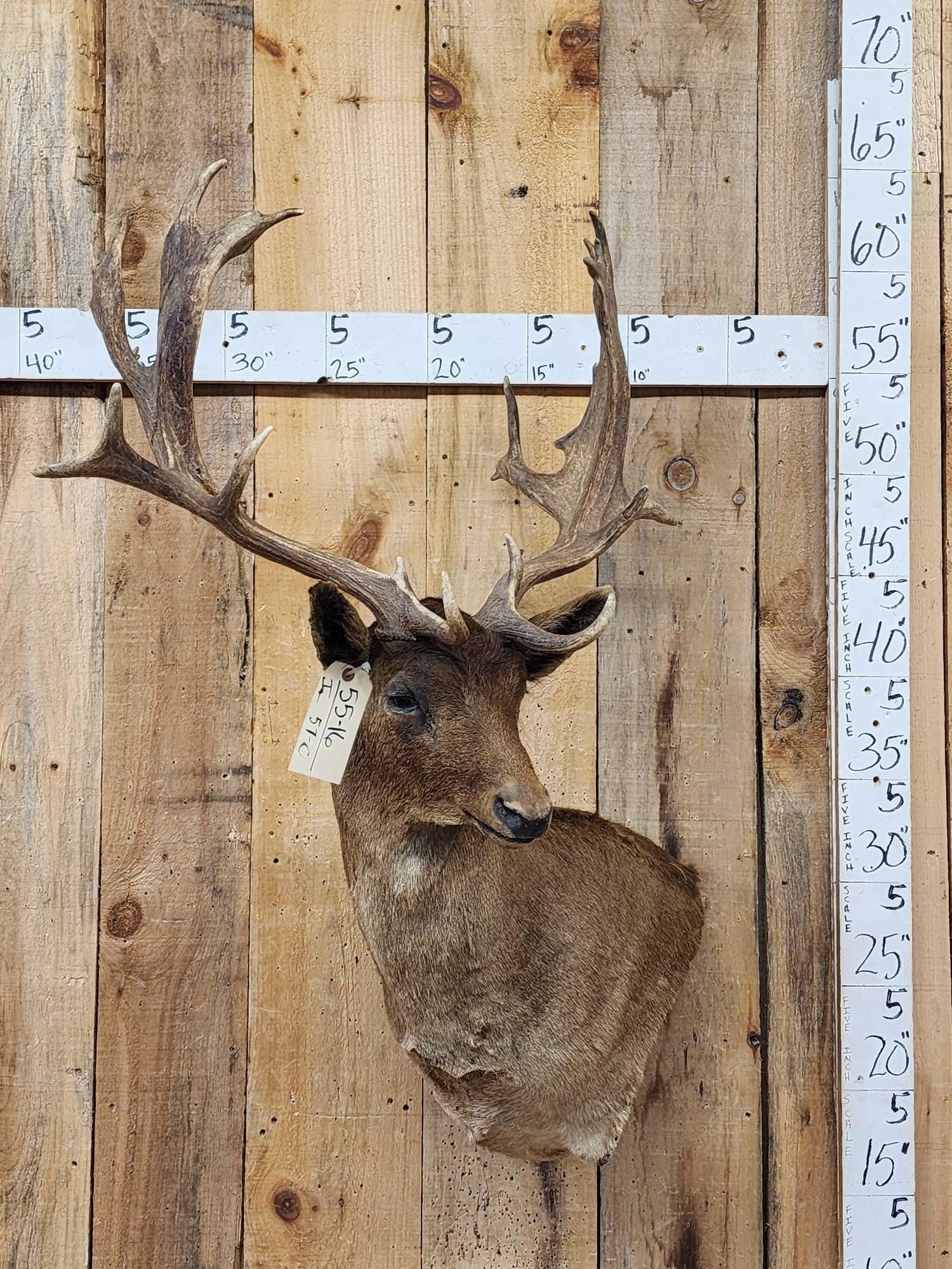 Chocolate Fallow Deer Shoulder Mount Taxidermy (1 of 3)