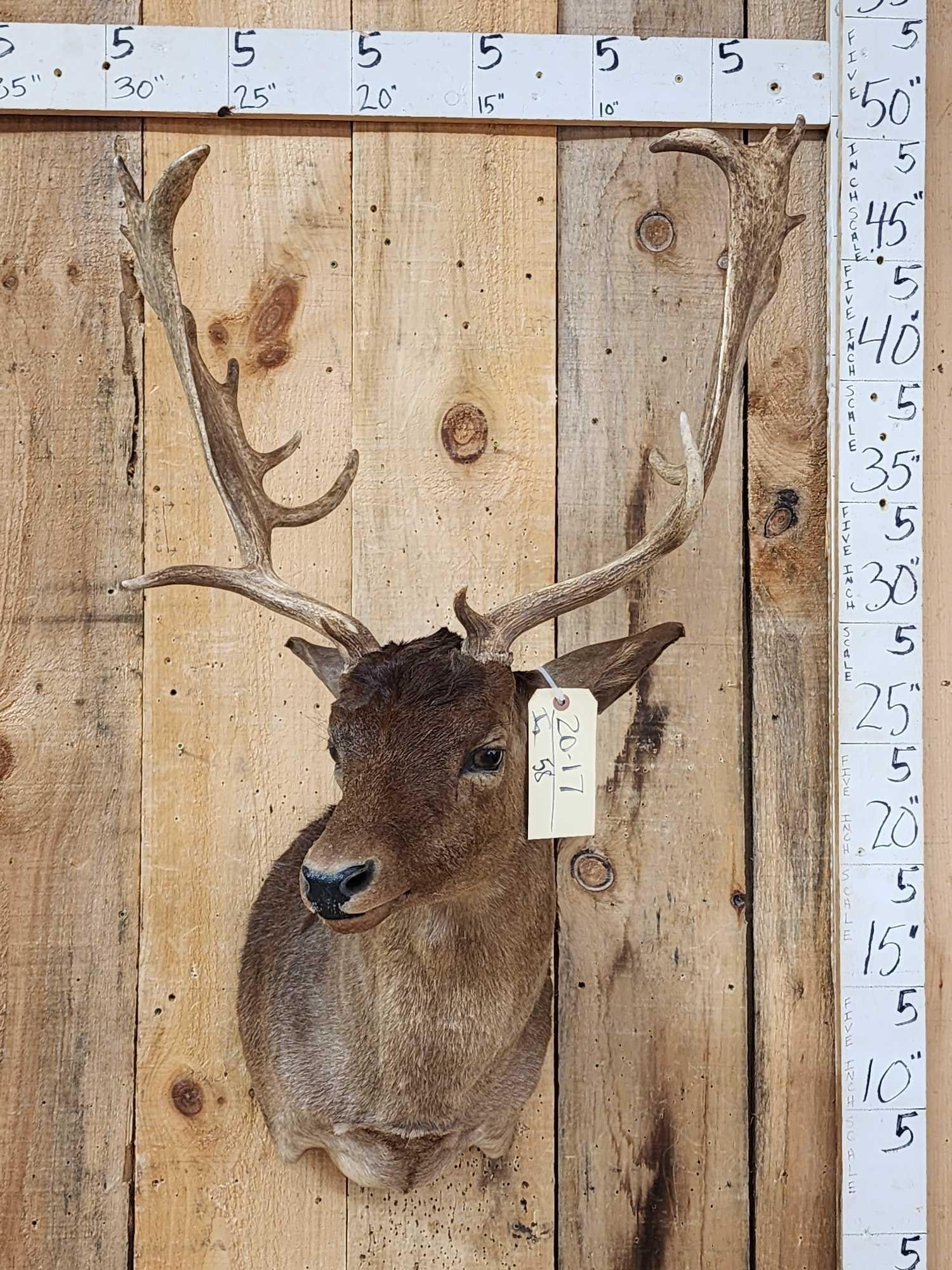 Chocolate Fallow Deer Shoulder Mount Taxidermy (1 of 4)