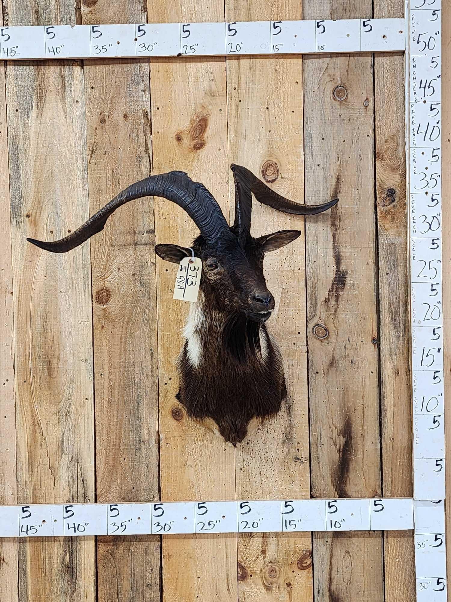 Feral Goat Shoulder Mount Taxidermy: 37.3 Awesome piece great colors big horns over 35" tip to tip horn spread