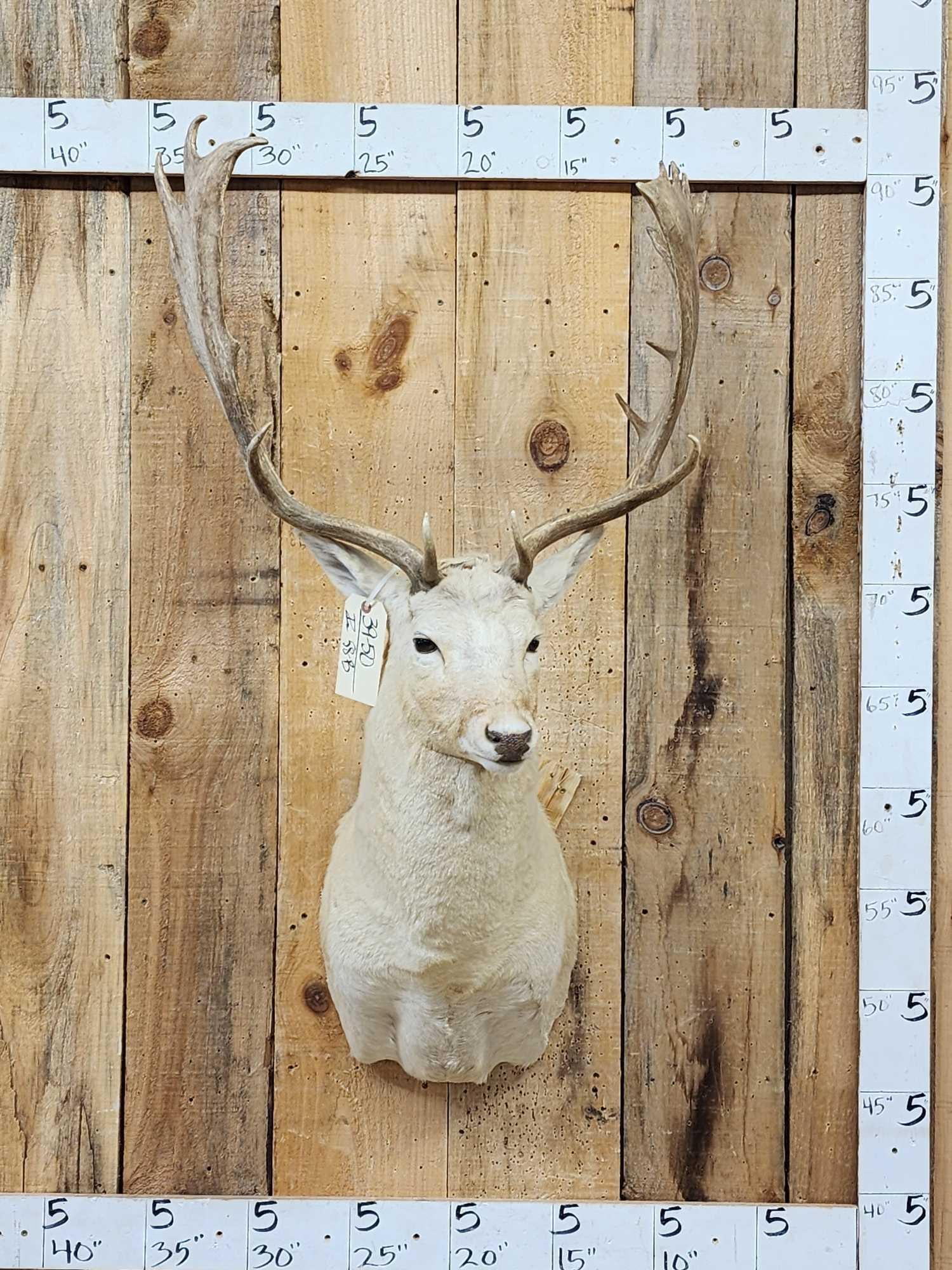 White Fallow Deer Shoulder Mount Taxidermy (1 of 4)