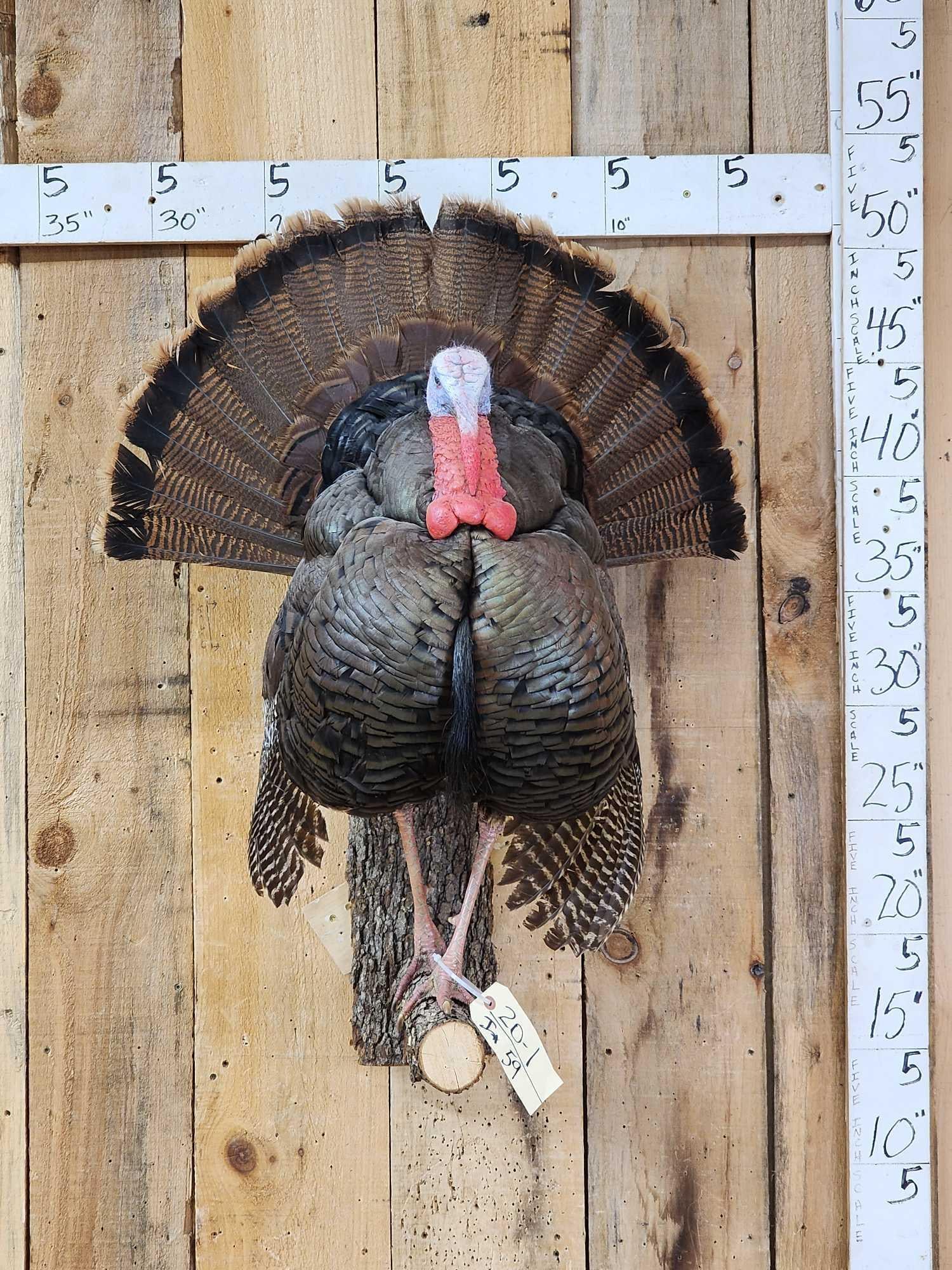 Strutting Turkey Full Body Bird Taxidermy: 20.1 Nice mount great colors