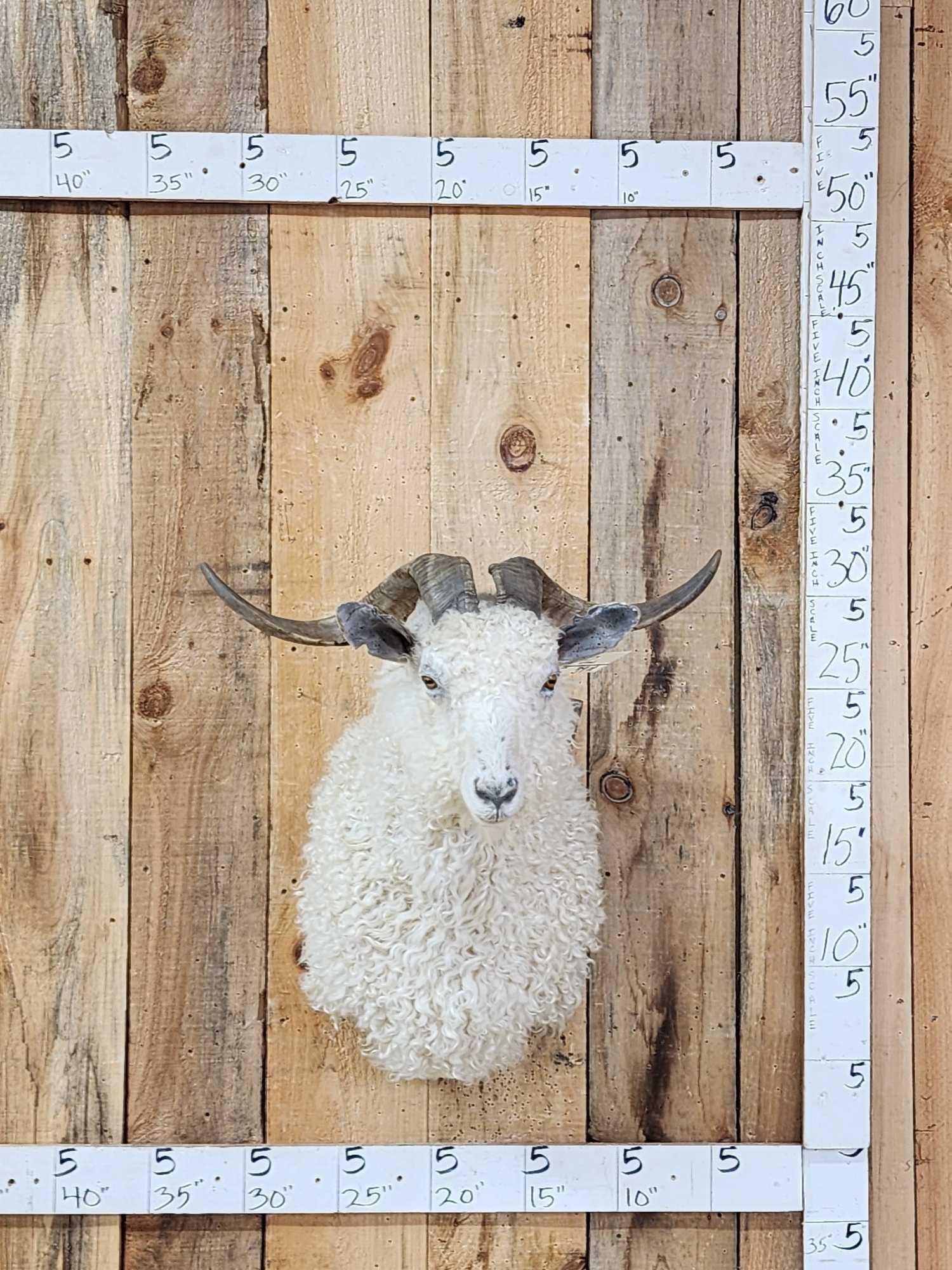 Angora Goat Shoulder Mount Taxidermy (1 of 4)