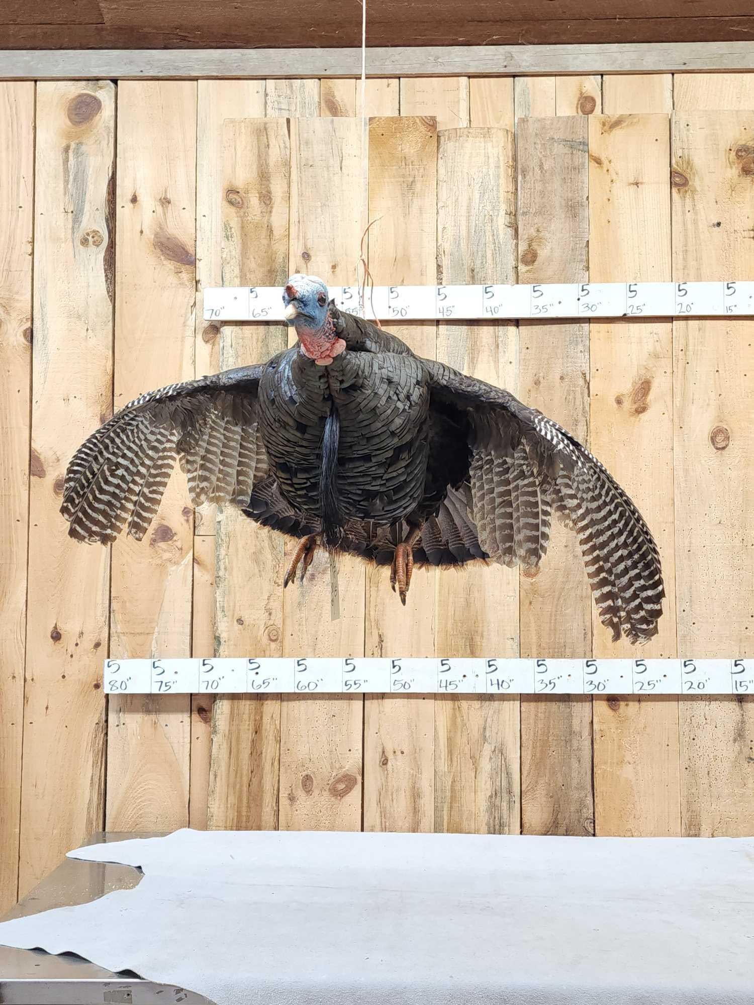 Turkey In Flight Bird Taxidermy (1 of 5)