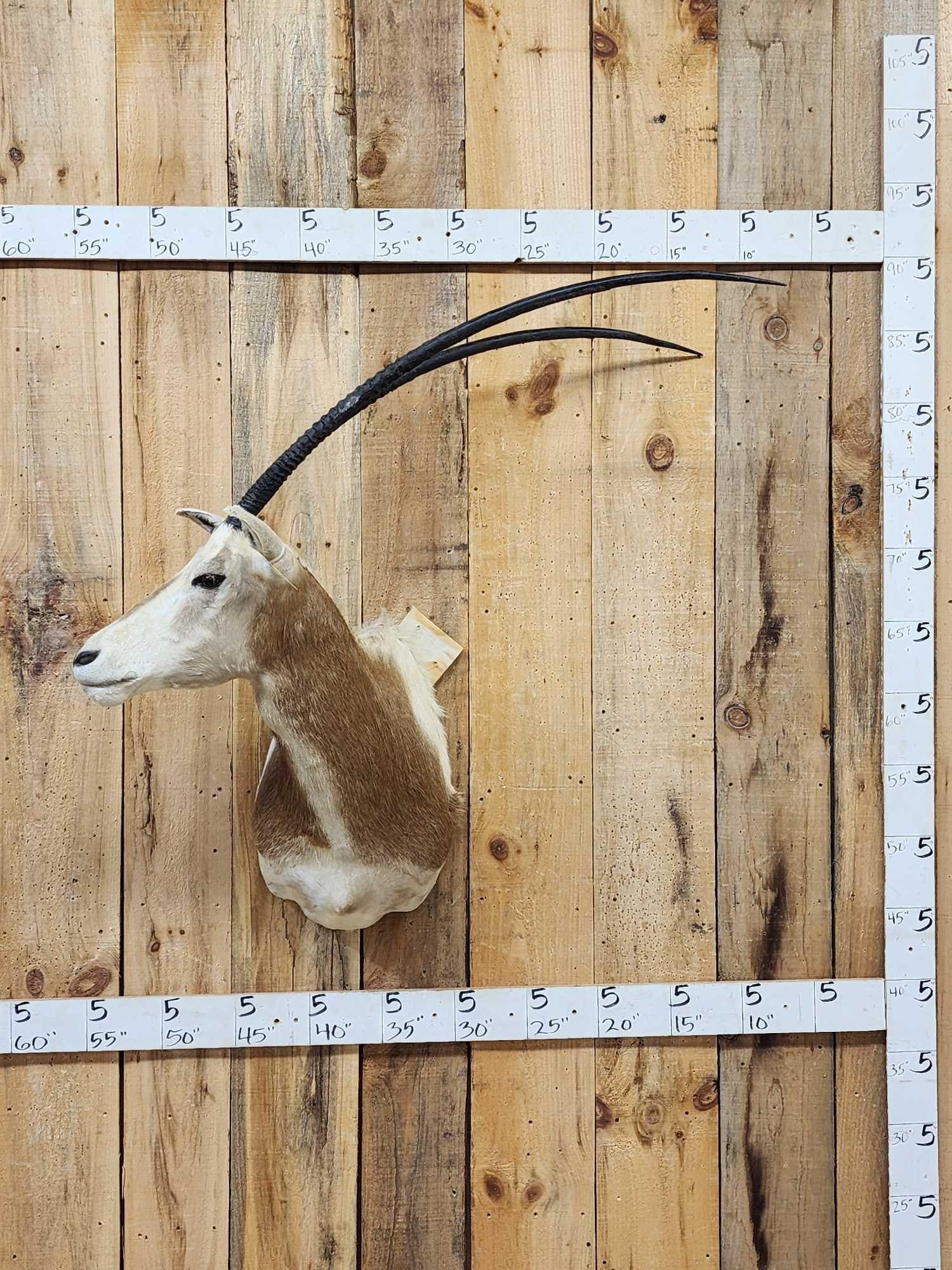 Scimitar Horned Oryx Shoulder Mount Taxidermy (1 of 4)