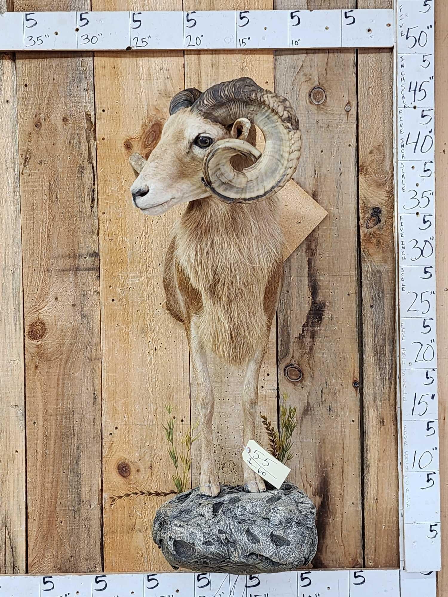 Mouflon Cross Ram Sheep Half Body Mount Taxidermy (1 of 5)