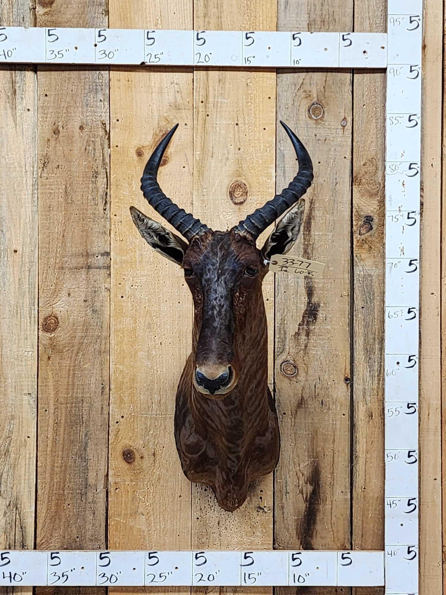 African Tsessebe Shoulder Mount Taxidermy: 33.77 Nice clean mount great colors big horns