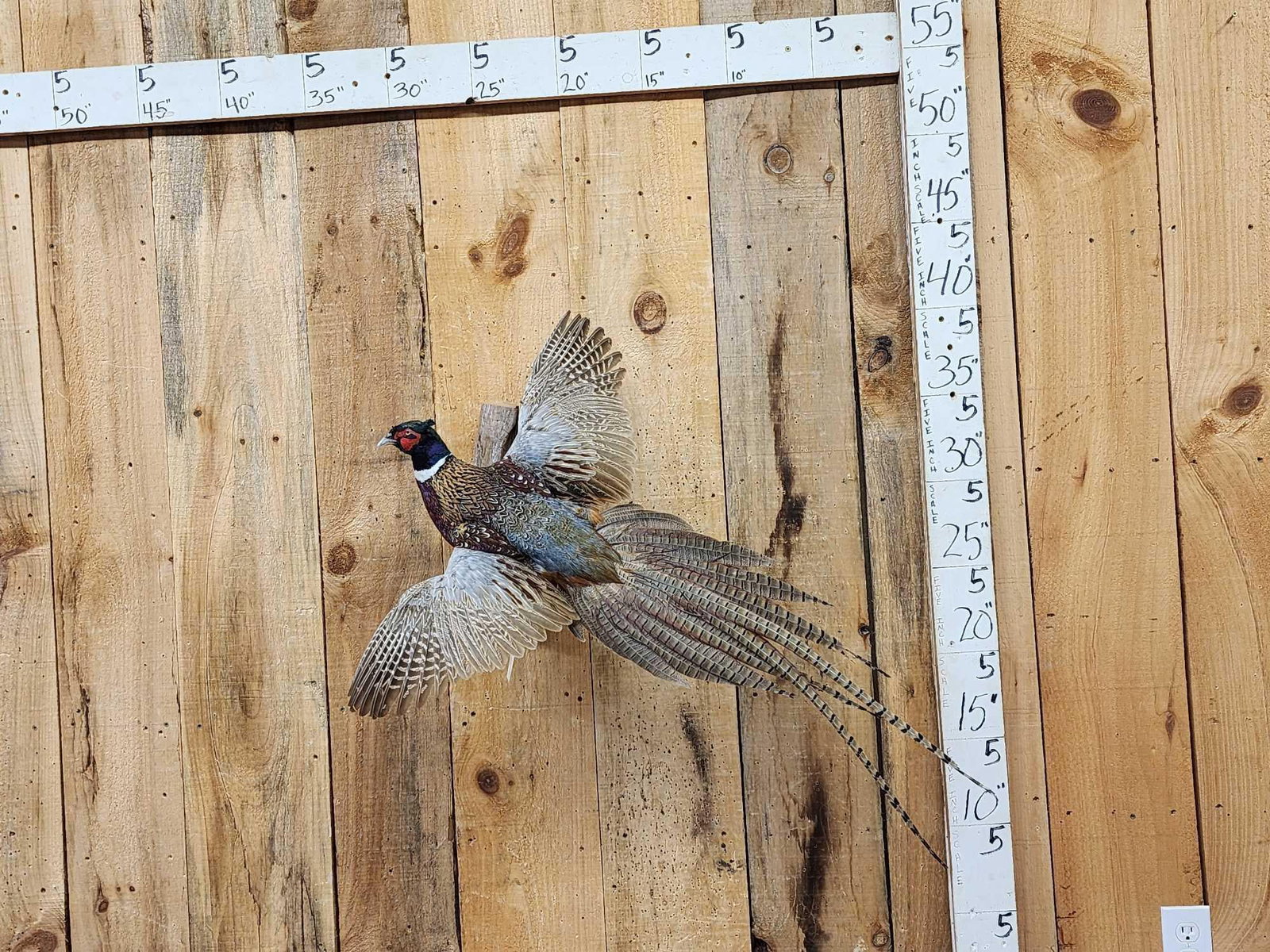Ringneck Pheasant In Flight Bird Taxidermy (1 of 4)