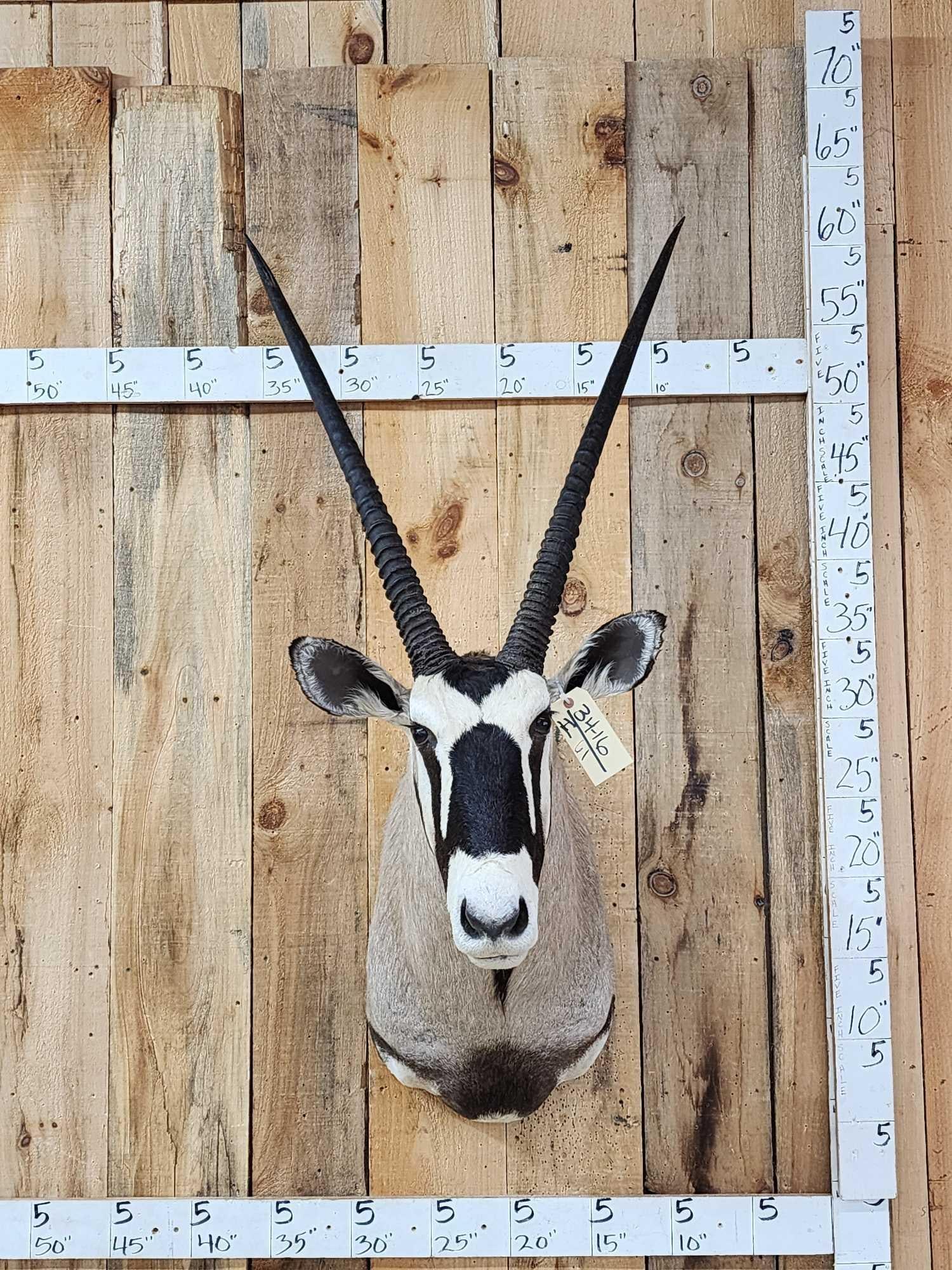 African Gemsbok Shoulder Mount Taxidermy (1 of 5)