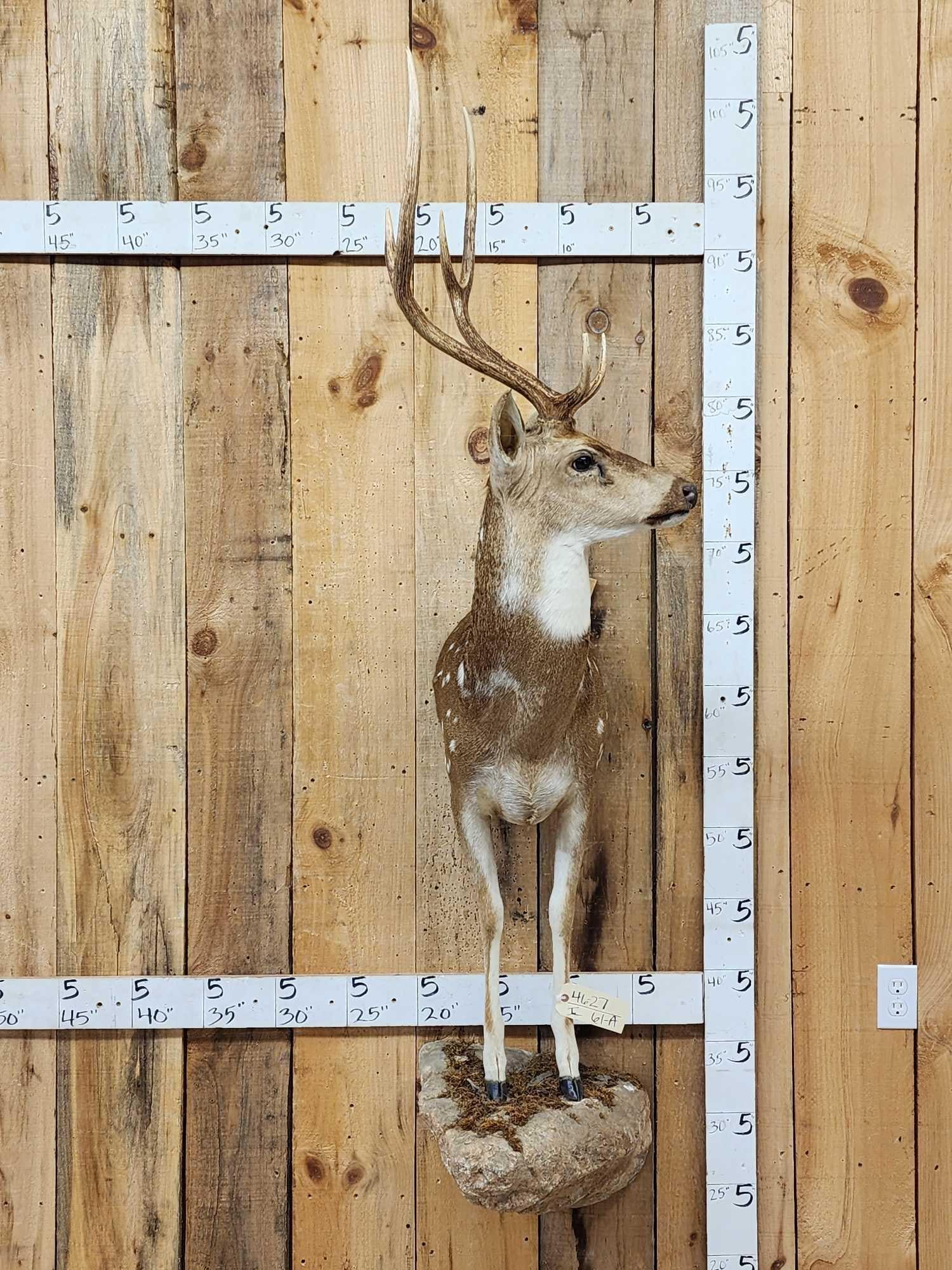 Axis Deer Half Body Taxidermy Mount: 46.27 Nive mount great markings on light weight artificial rock base