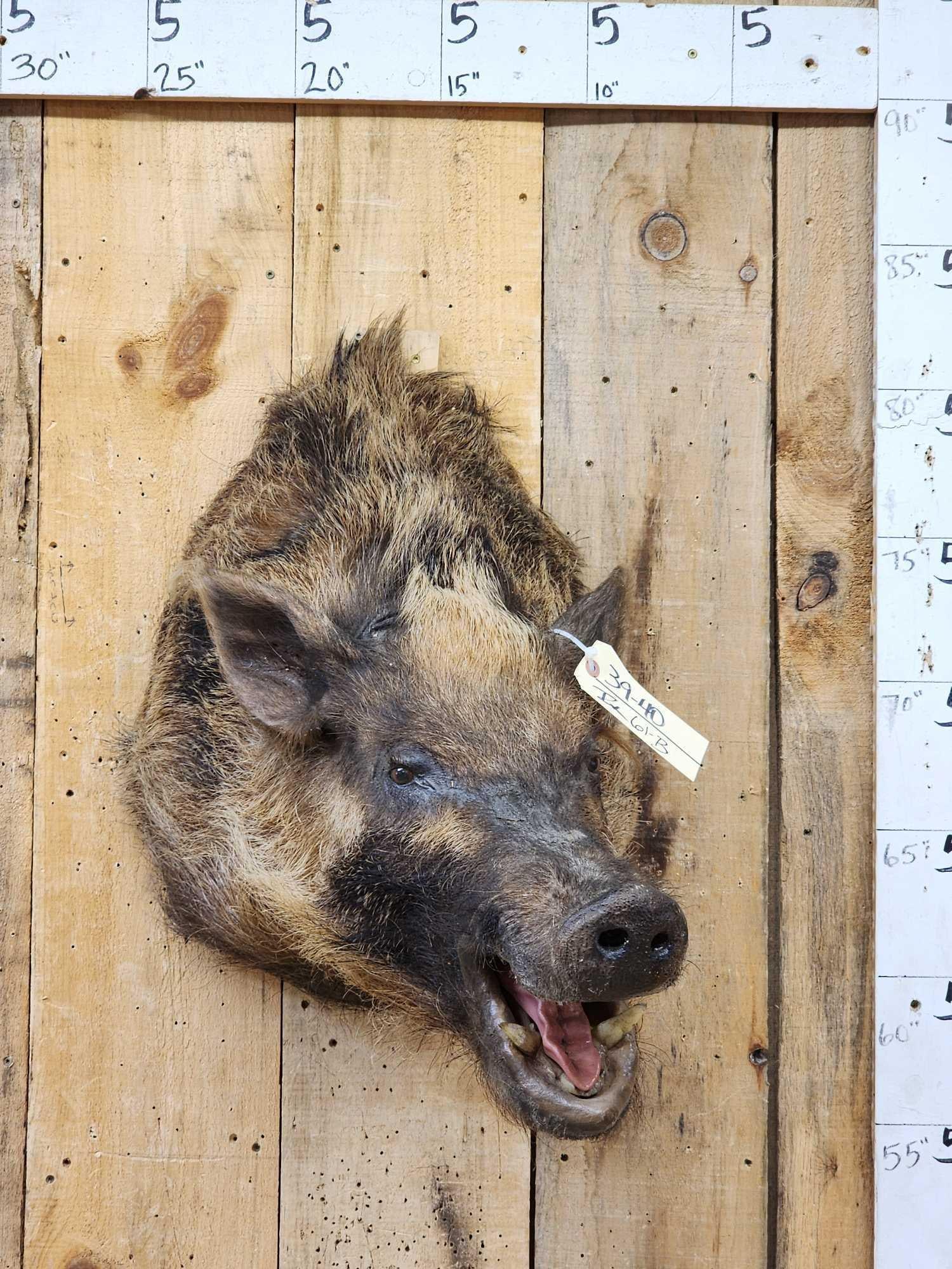 Wild Boar Hog Shoulder Mount Taxidermy: 39.40 Thick wiry hair great colors classic look