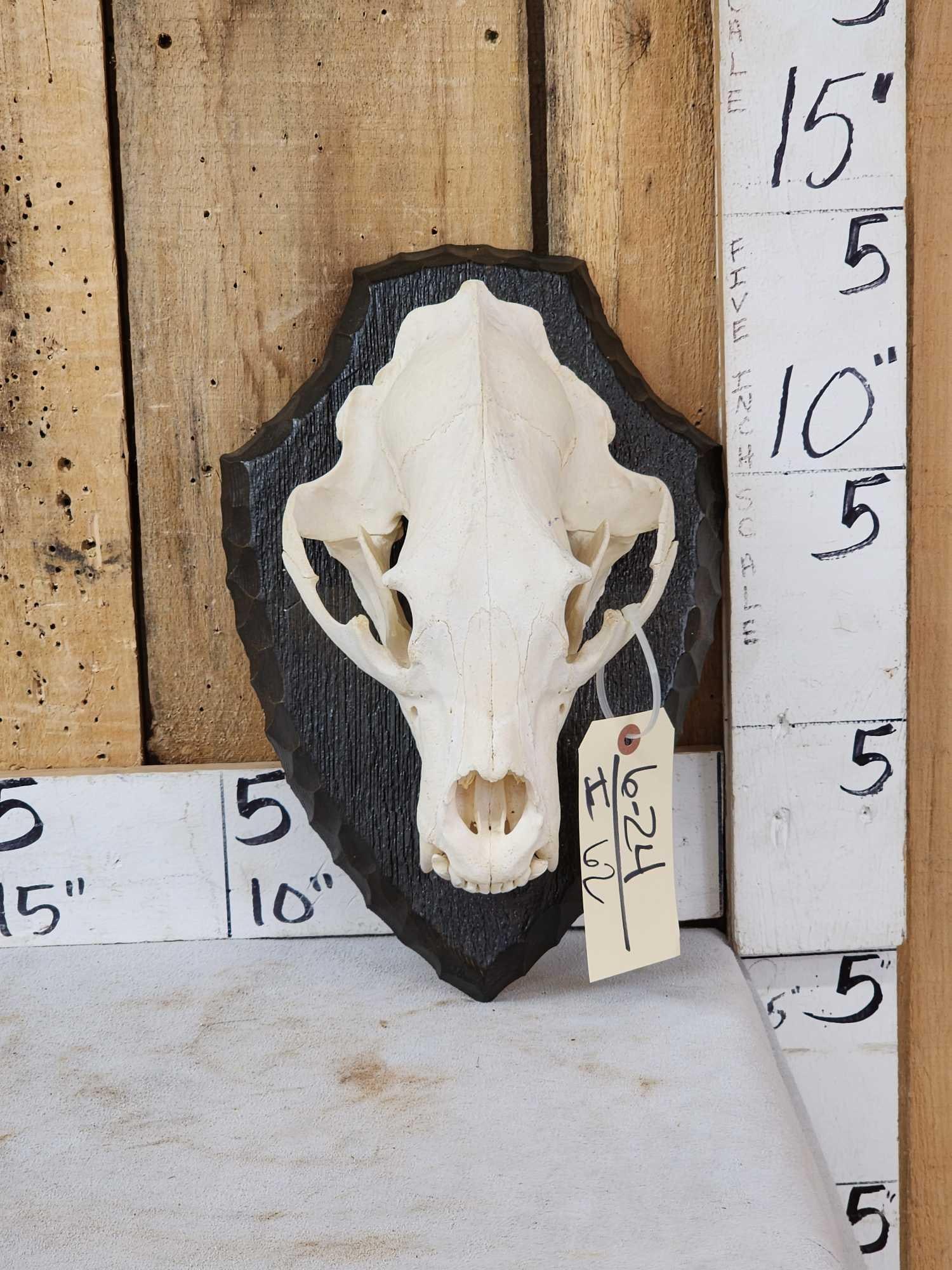 Black Bear Skull On Plaque Taxidermy: 6.24 Nicely done skull turbinates intact