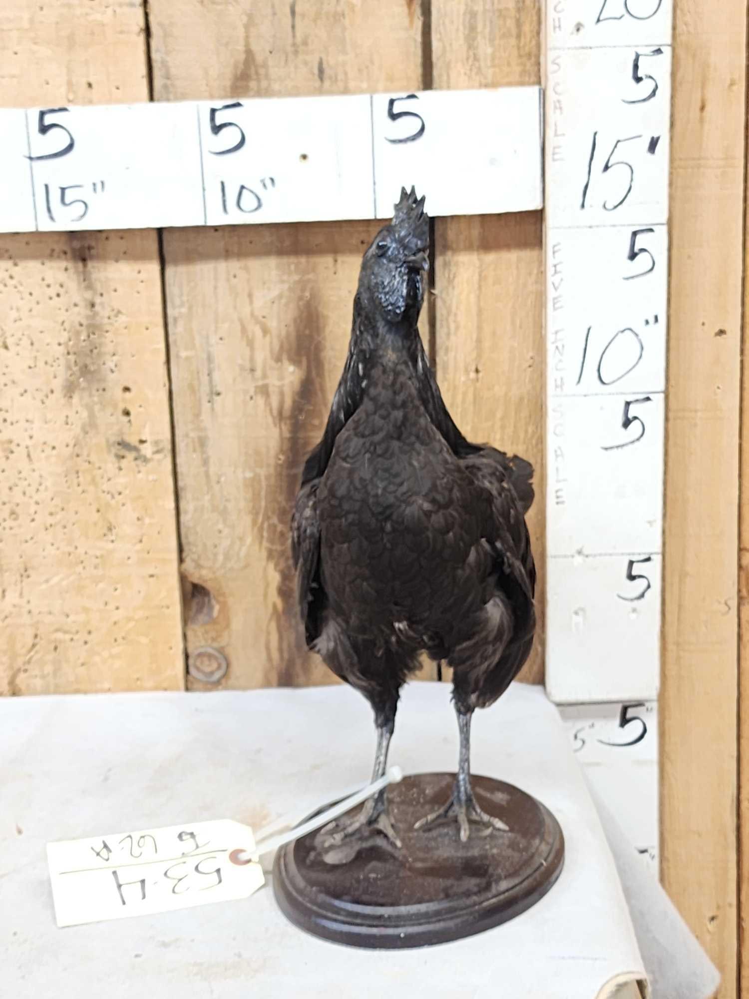 Ayam Cemani Black Rooster Chicken Full Body Bird Taxidermy (1 of 6)